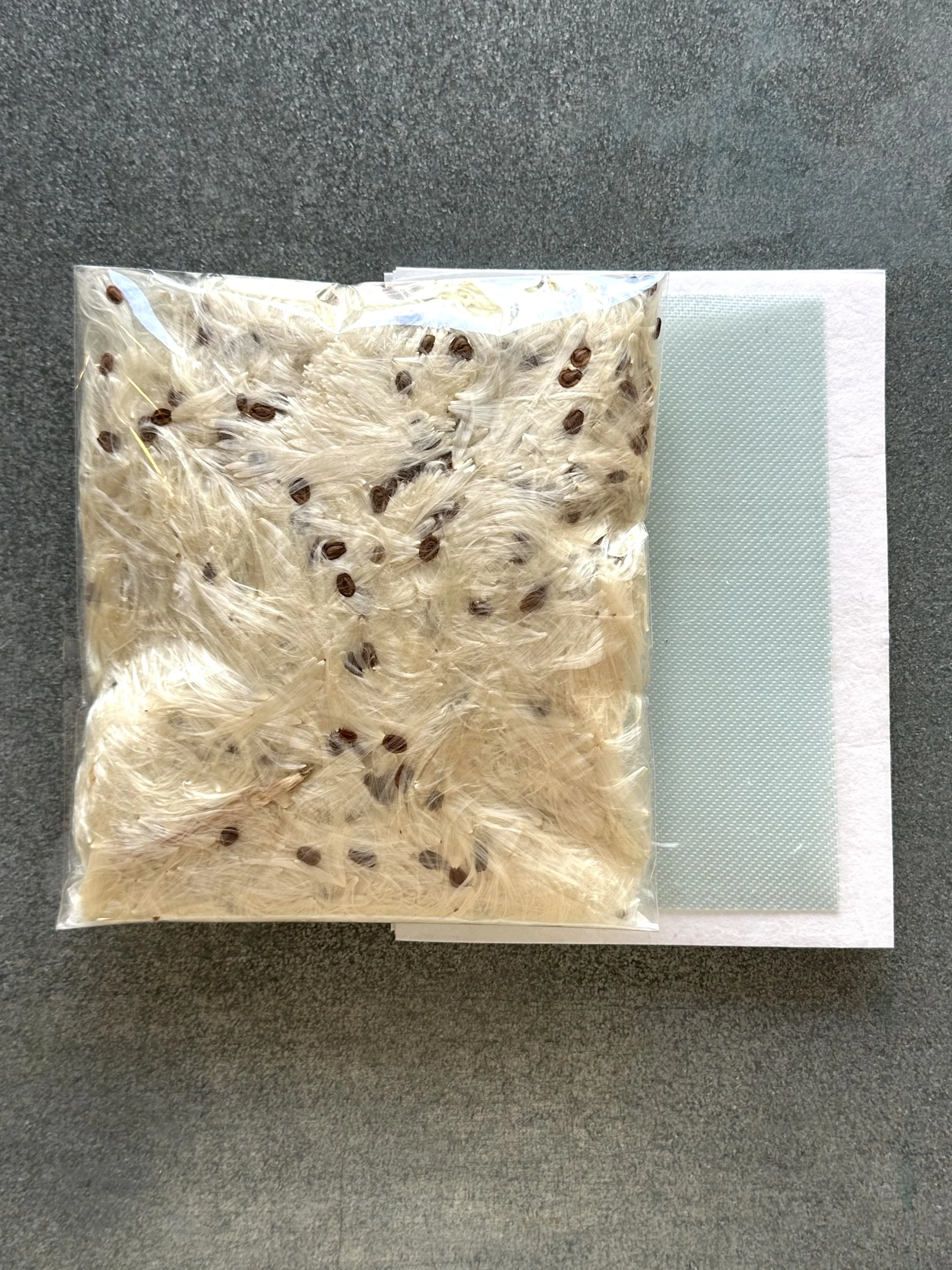 Milkweed Papermaking Starter Kit