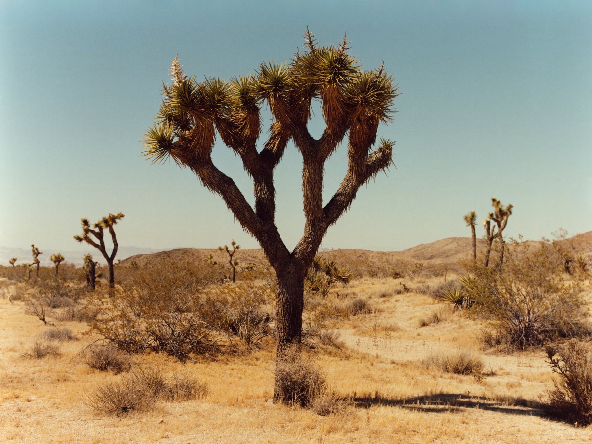 Jelixza_Joshua Tree (61).jpg