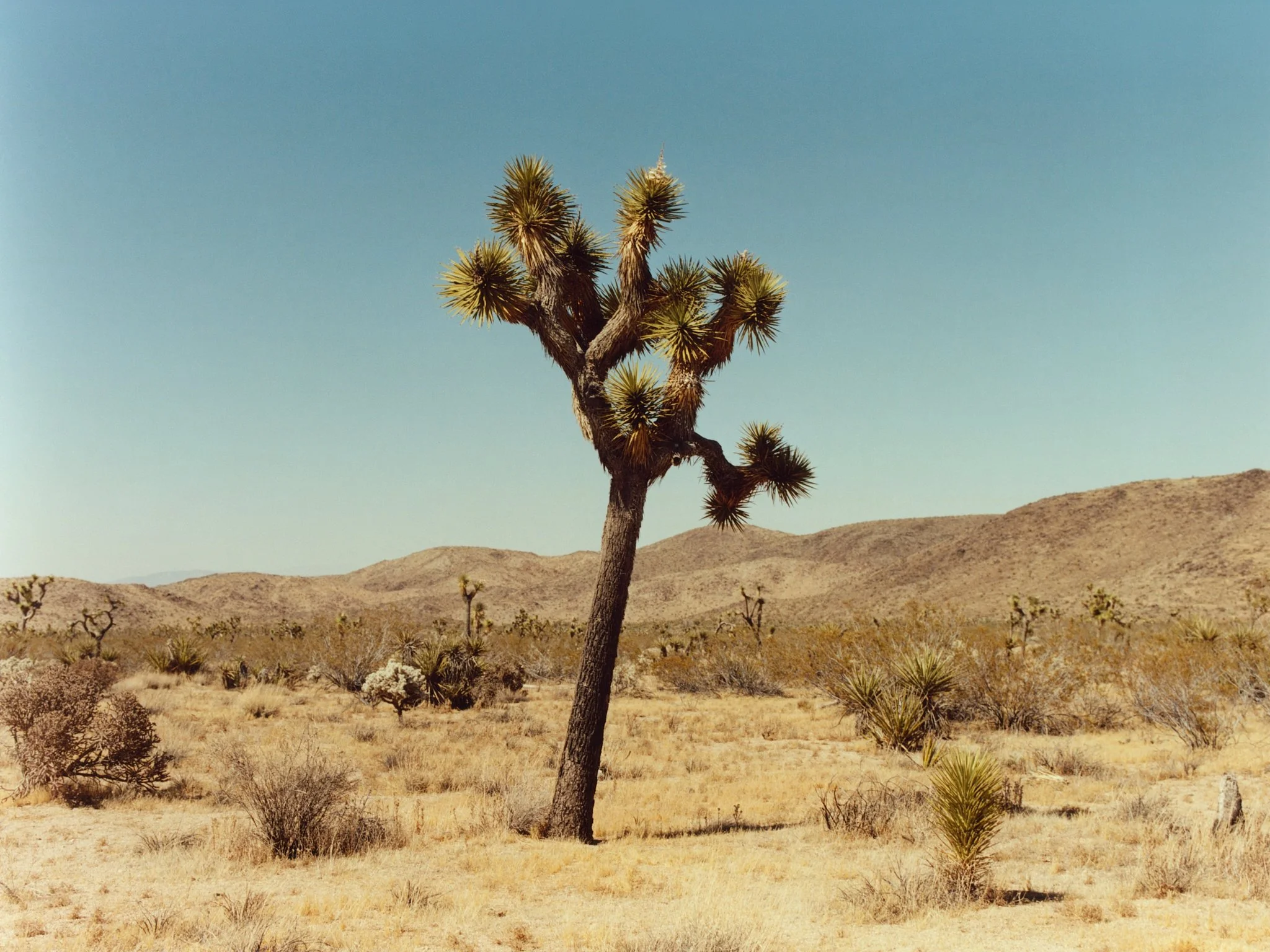 Jelixza_Joshua Tree (12).jpg