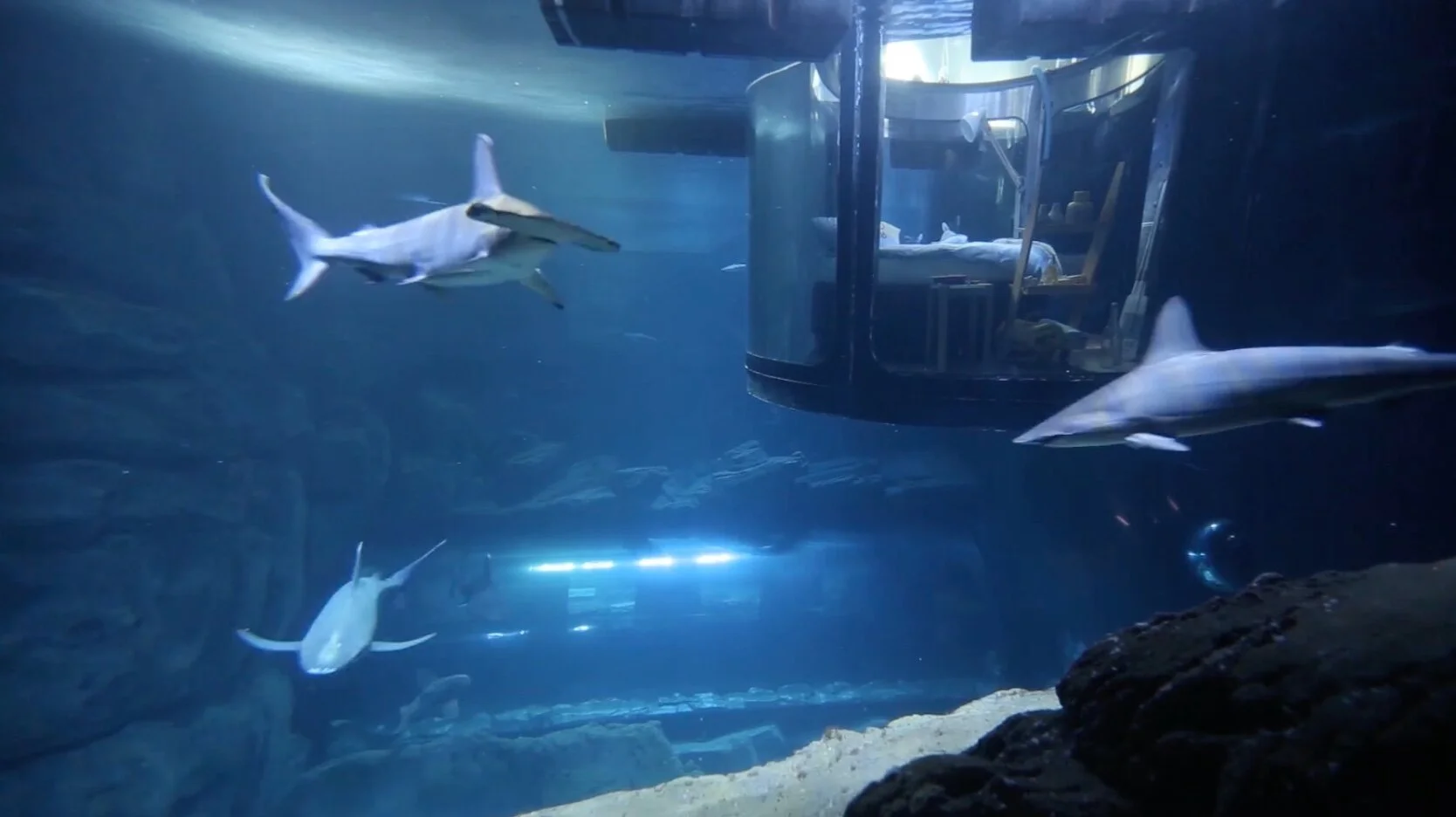 Airbnb Appleton Sharks