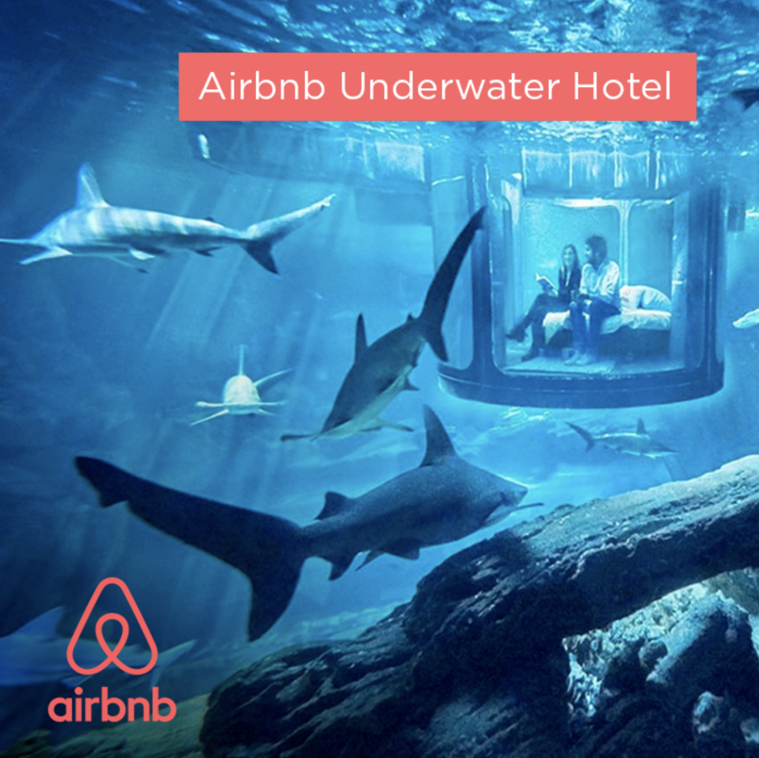 Airbnb Shark Suite