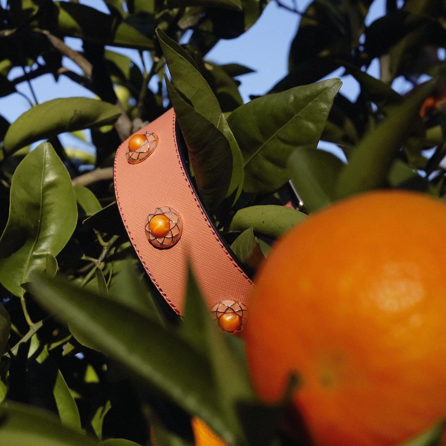 Until collars really do start growing on trees, we&rsquo;ve got you covered.
Shop heavenly pet collars now at www.bonboy.co