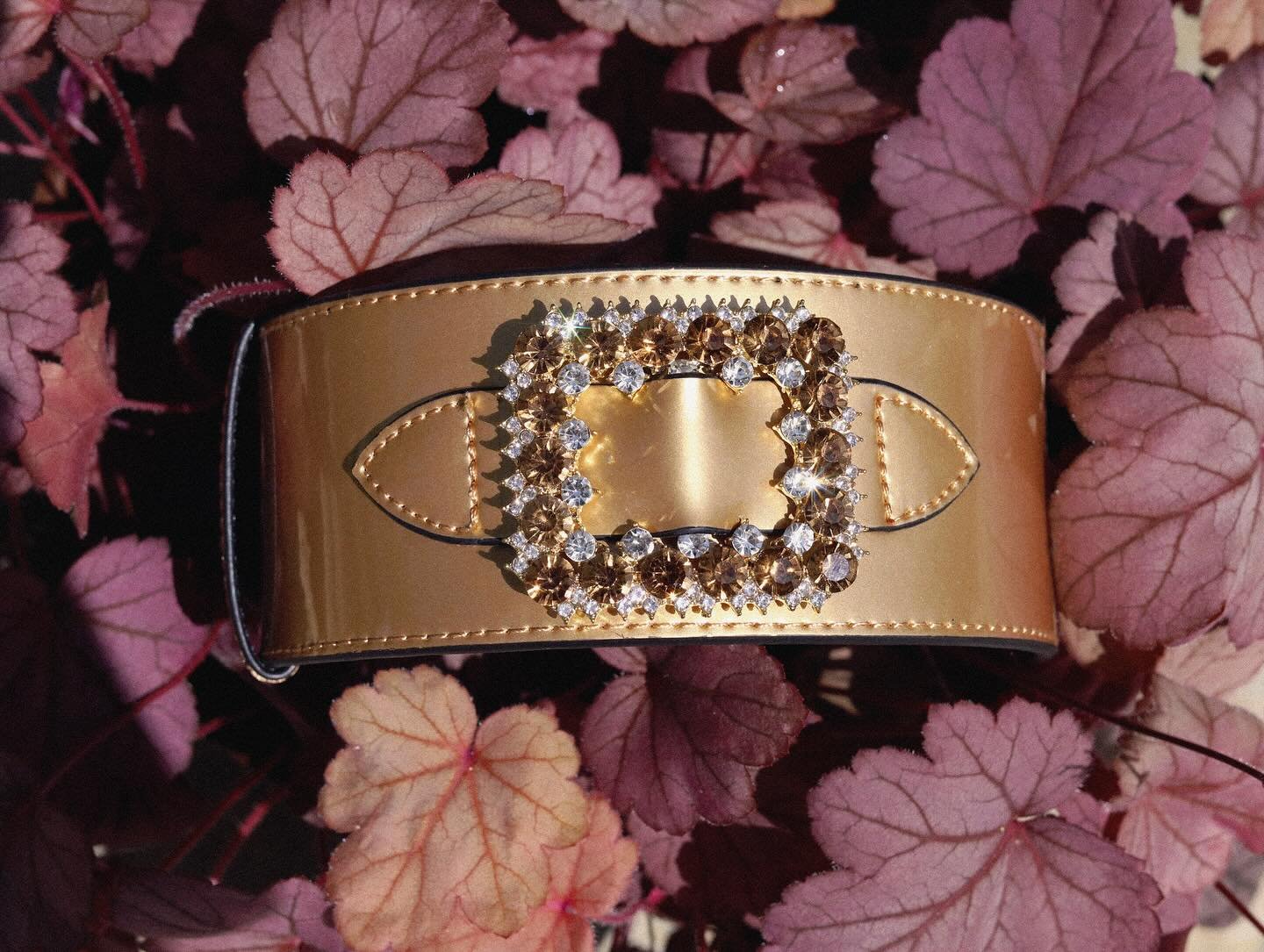 First place wins gold 🏆
Champagne &lsquo;Lumiere&rsquo; Collar available now in ALL sizes at www.bonboy.co