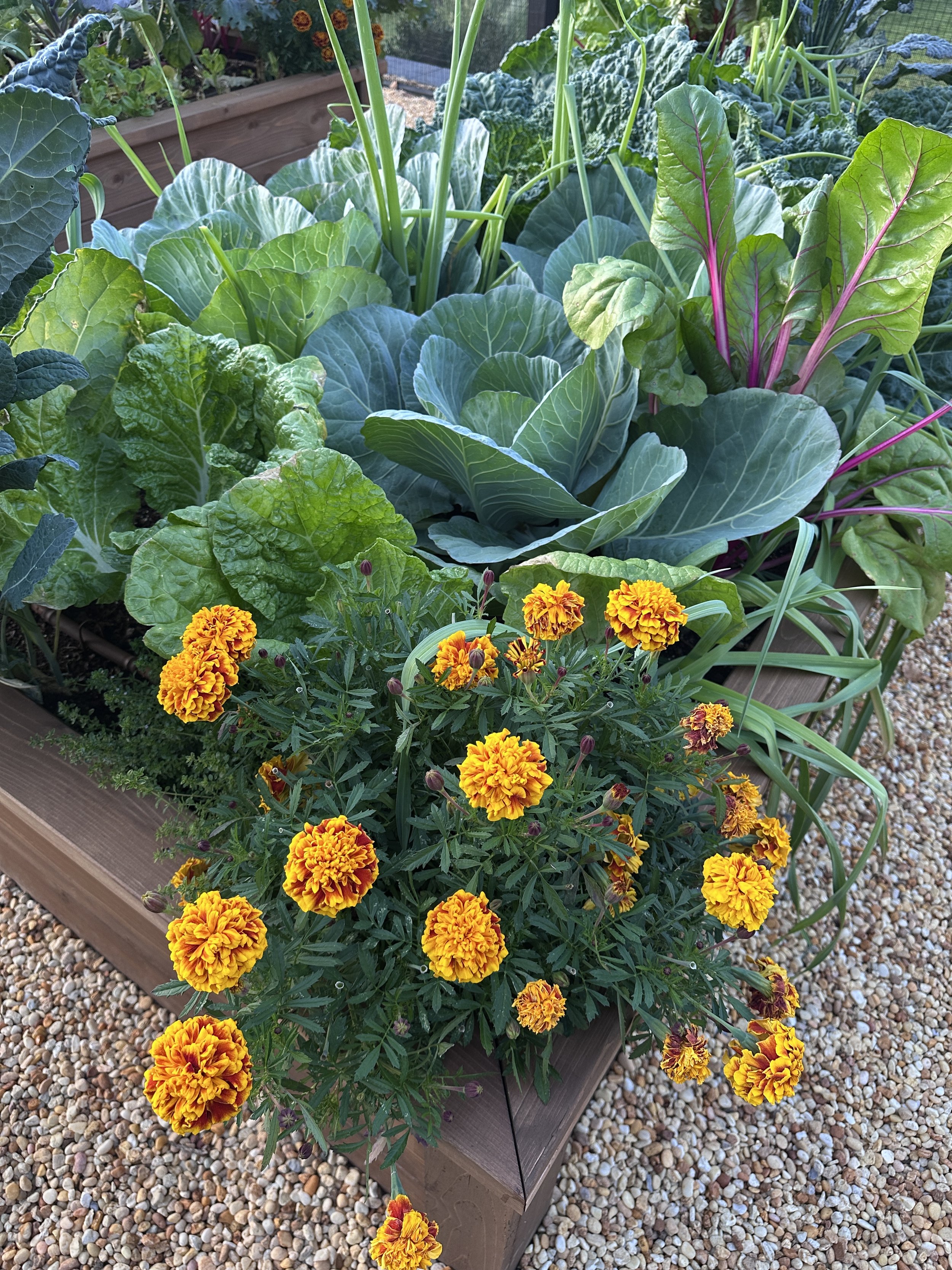 How You Can Create My Signature Raised Bed Planting Plans