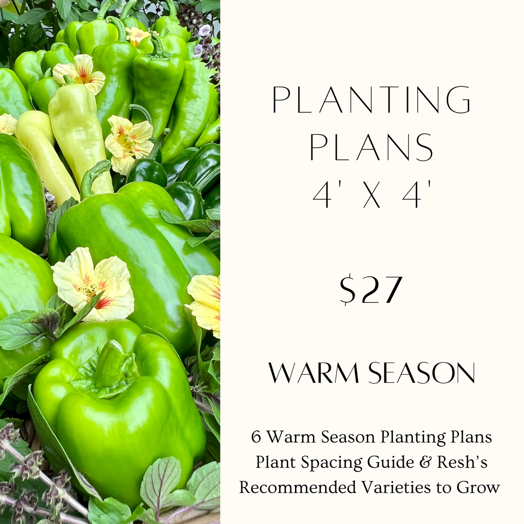 4'x4' Warm Season Planting Plan.png