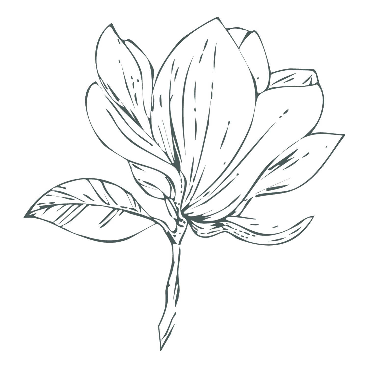 Line art drawing of a blooming flower on a black background.