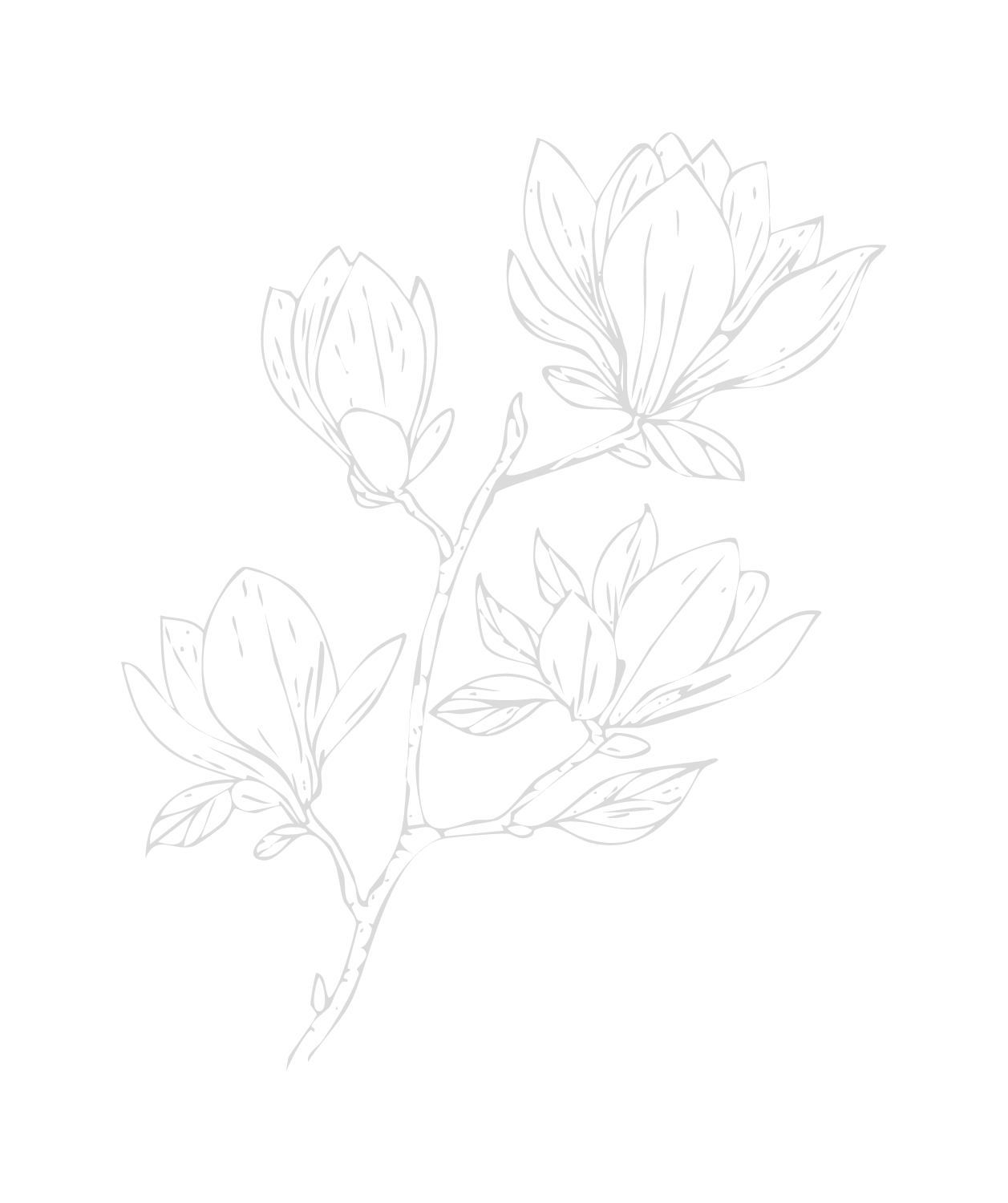 Line drawing of a magnolia branch with flowers and leaves on a black background.
