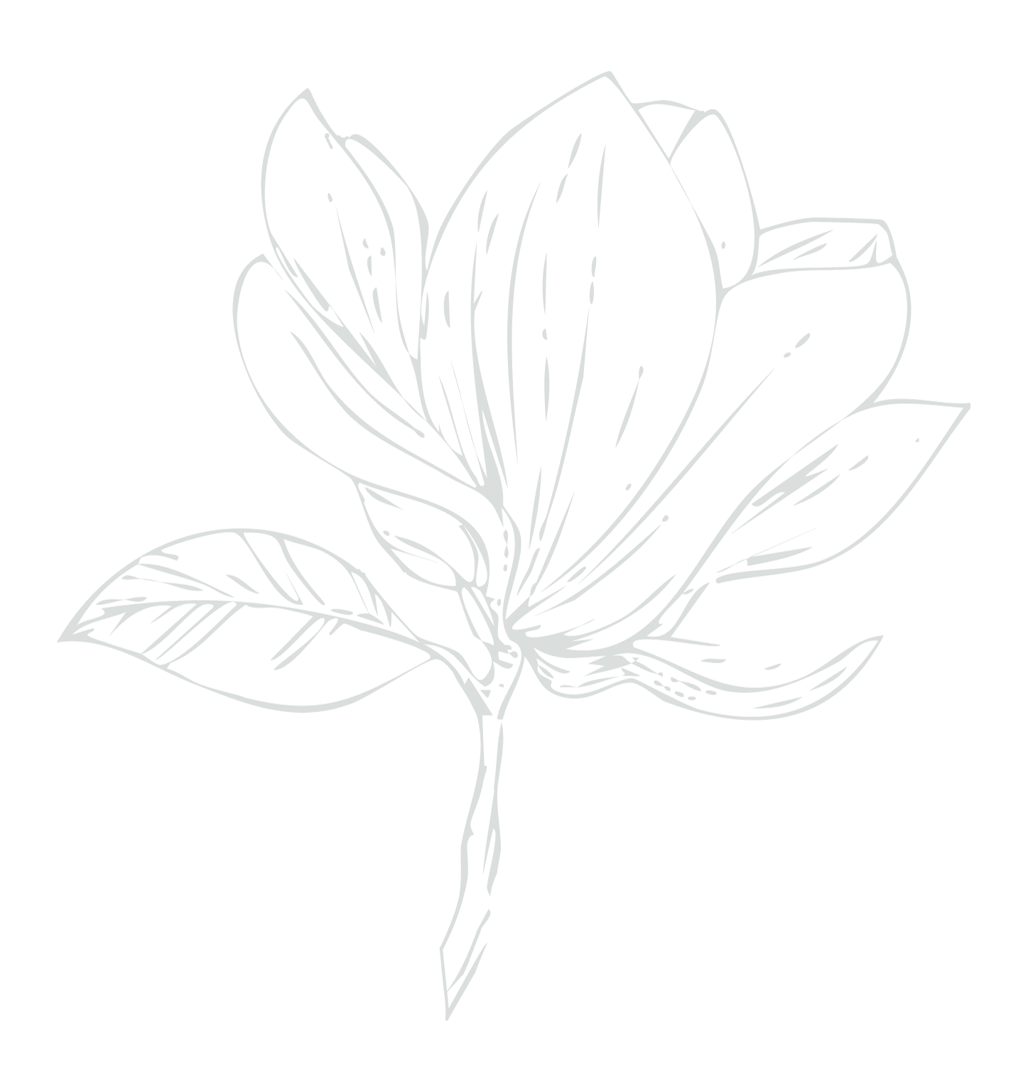 Line drawing of a magnolia flower with leaves on black background.