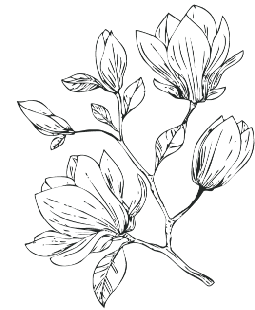 Line drawing of flowering plants with leaves and buds.