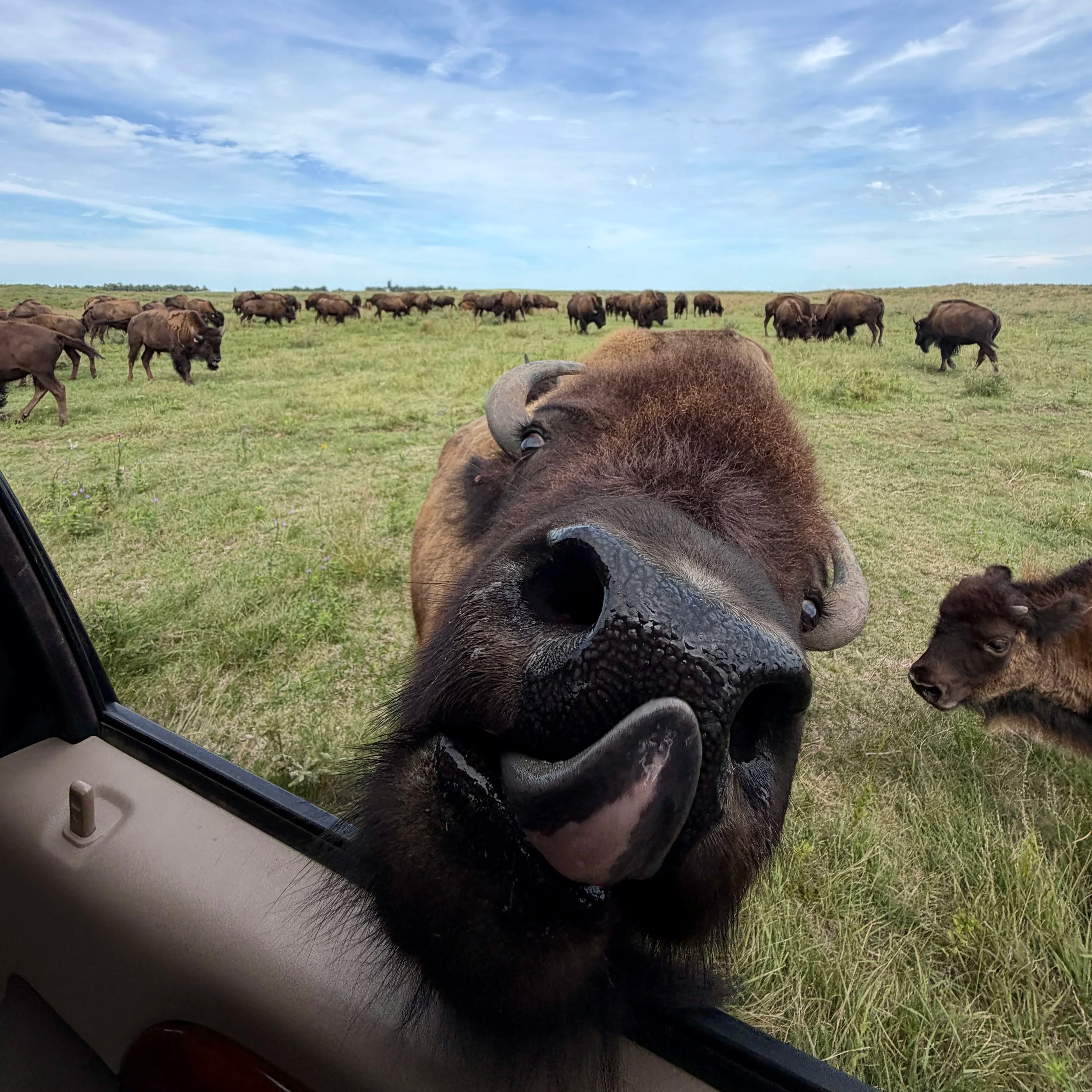Golden Praire Bison