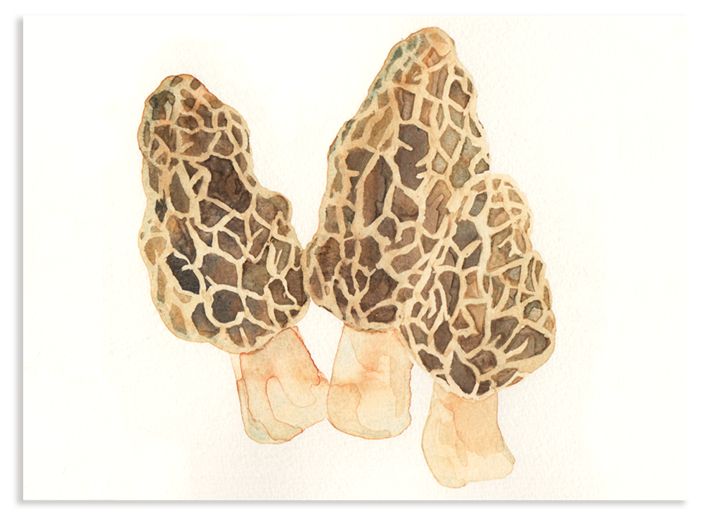 Charleston Restaurant morel mushrooms