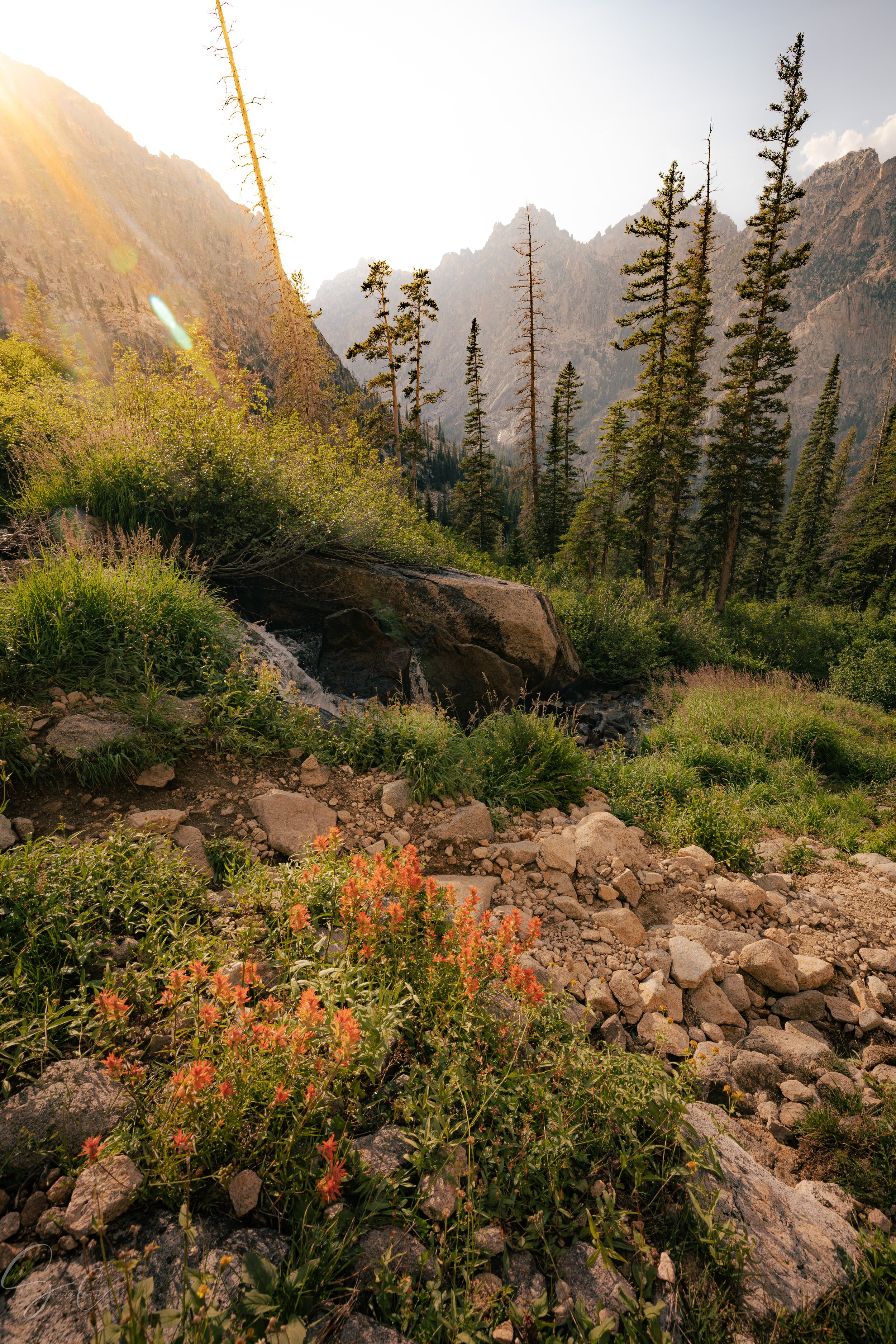 Flowers at 8000 Feet