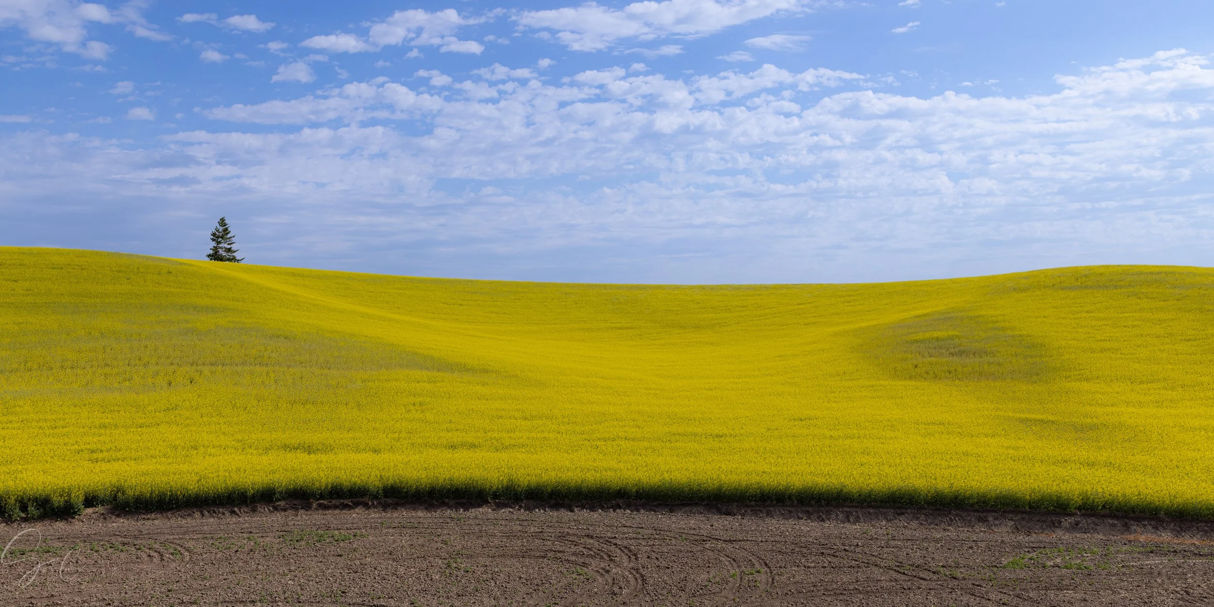 Idaho Canola Fields