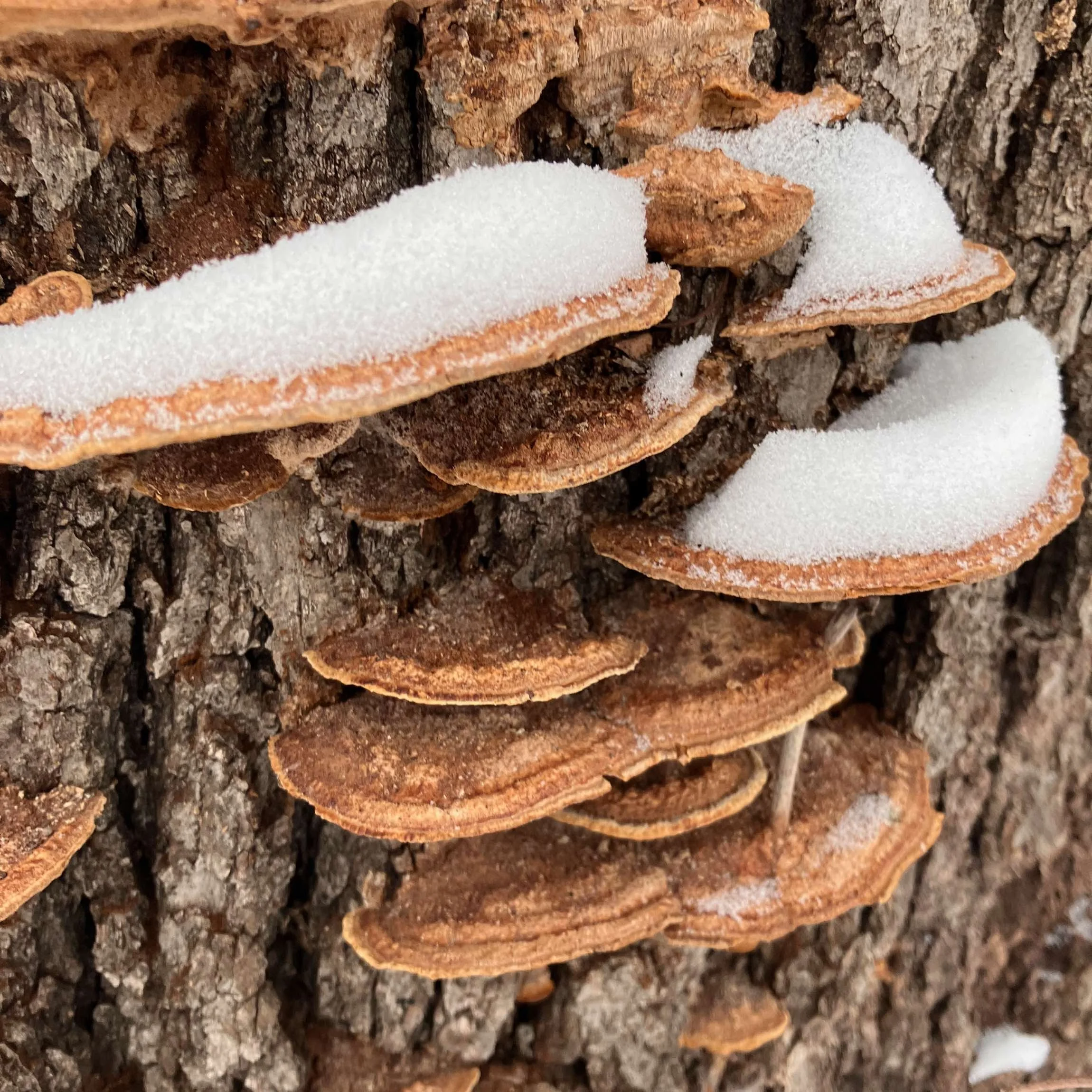 Fuscoporia (Genus) on dead White Oak