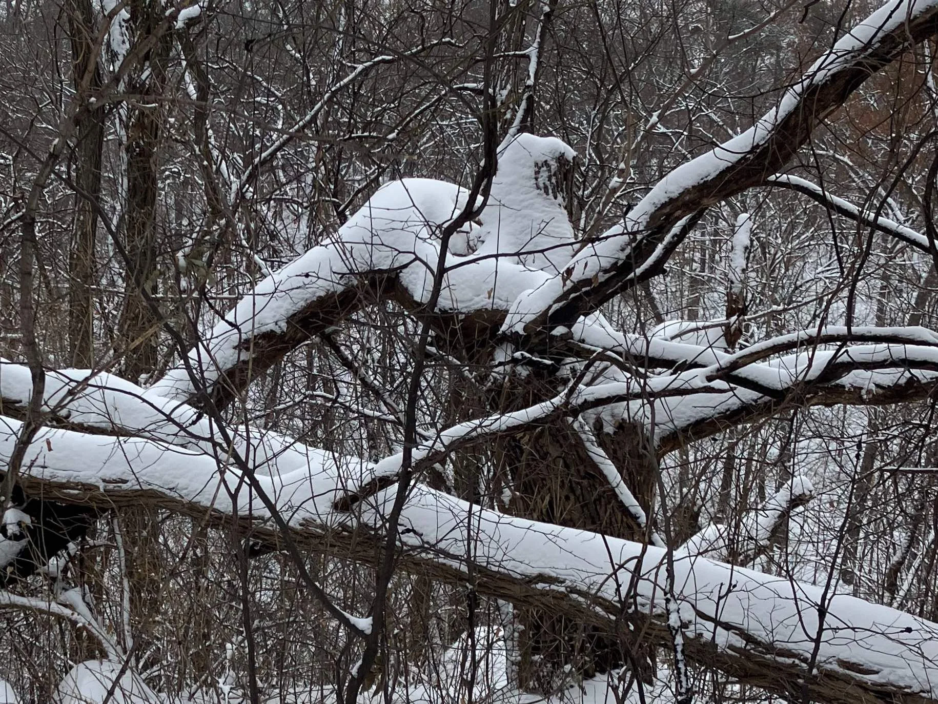 Winter Dance
