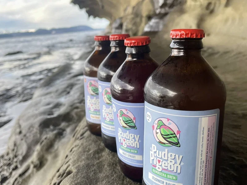 Pudgy Pigeon Kombucha Brew