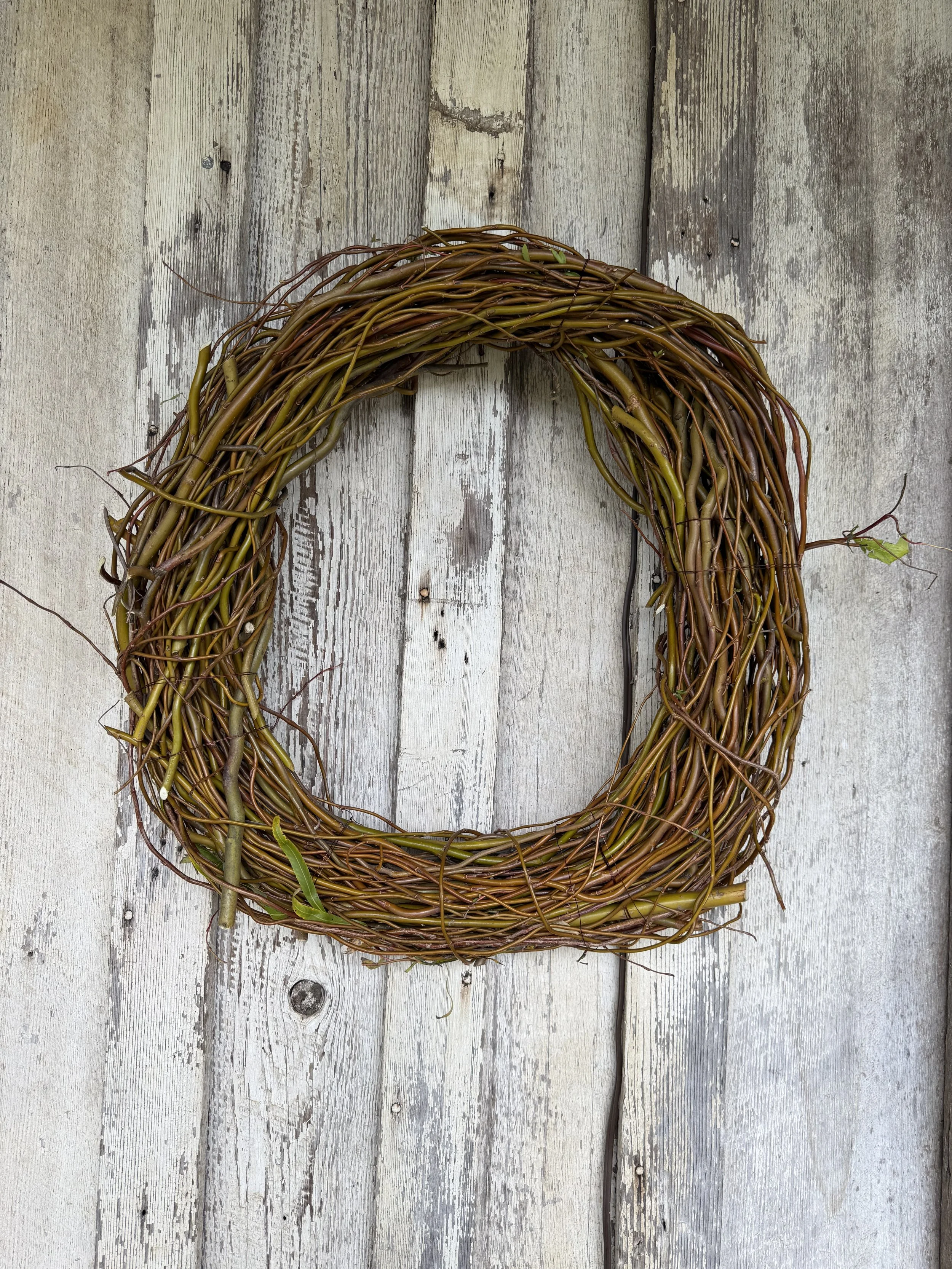 Leafless Curly Willow Wide2.jpeg