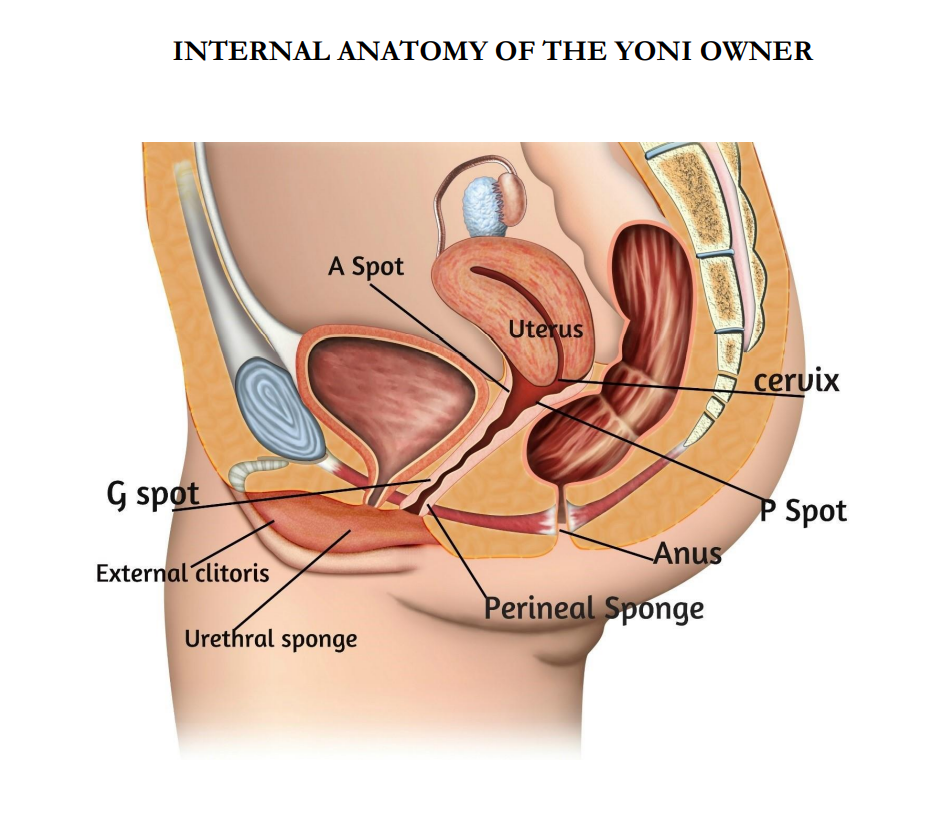 Pelvic, vulvar or vaginal pain isn’t normal.