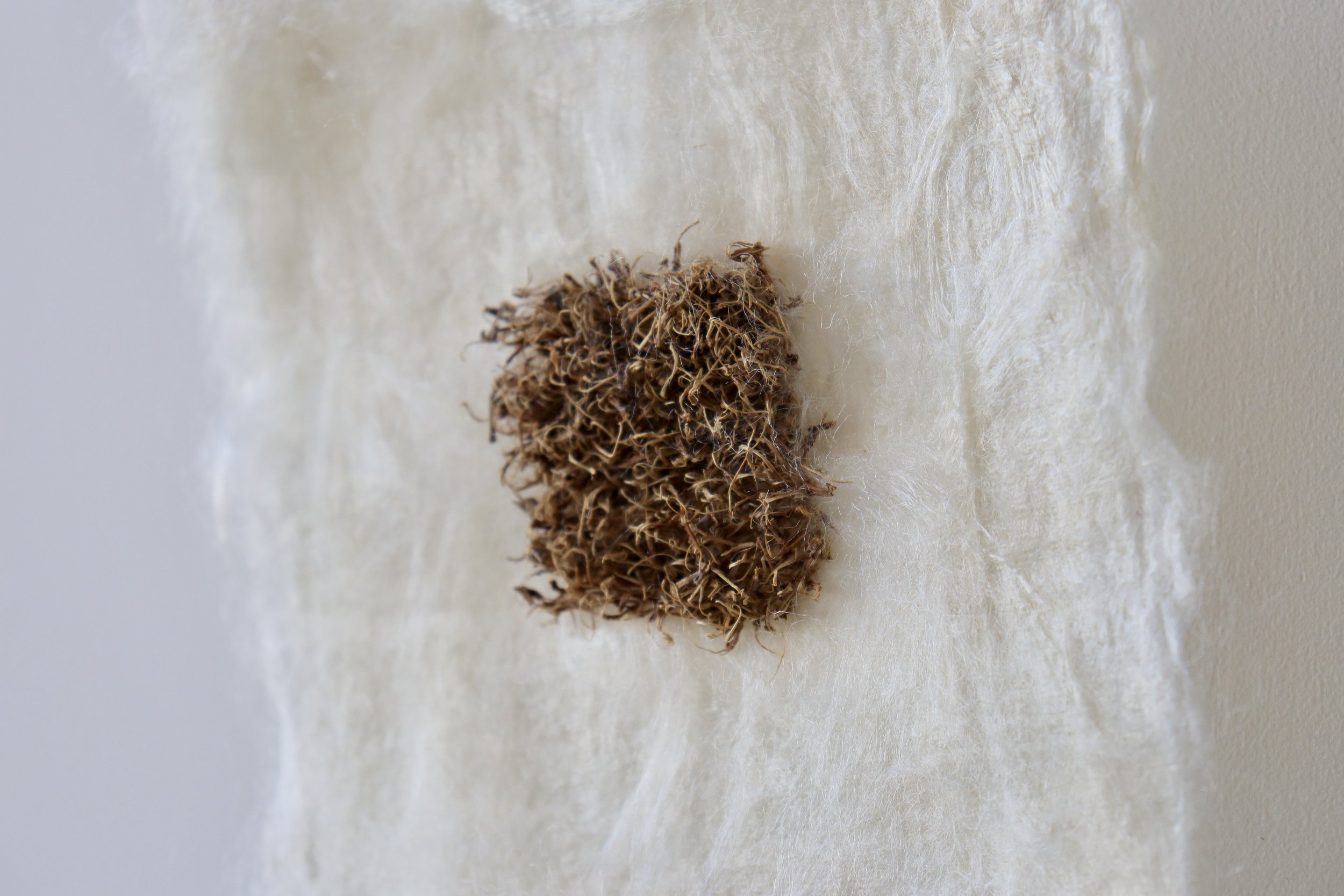 ‘The silk inside a chestnut shell (inside)', 2025
Chestnut spines pierced through felted silk.
Diptych; each approximately 10 x 9cm. 