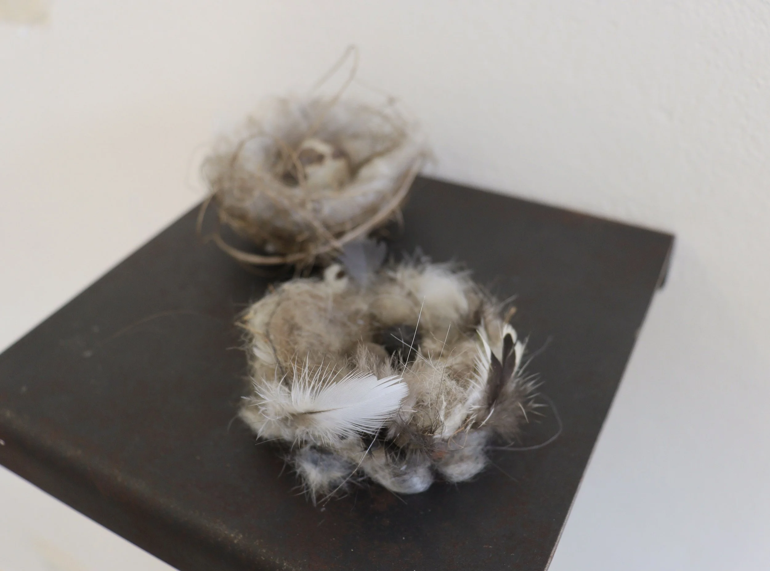 'Cuckoo' (installation view), 2025
A polyester nest with a steel mill ball; a minor's nest of feathers with found palm seeds.
Each nest approximately 8.5cm in diameter.