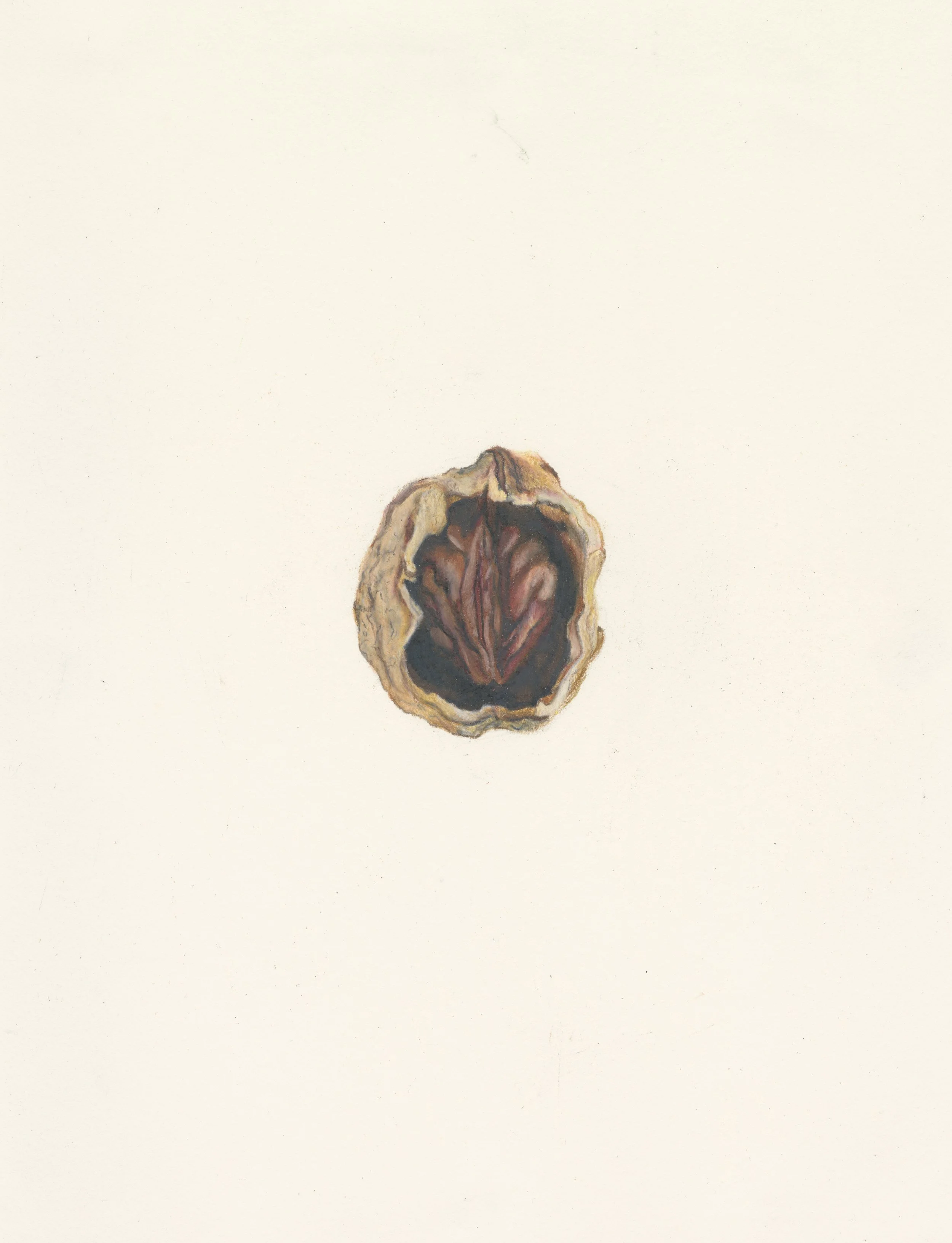 'Womb', 2025
A peach stone in a walnut shell.
Coloured pencil on paper.
32 x 25cm