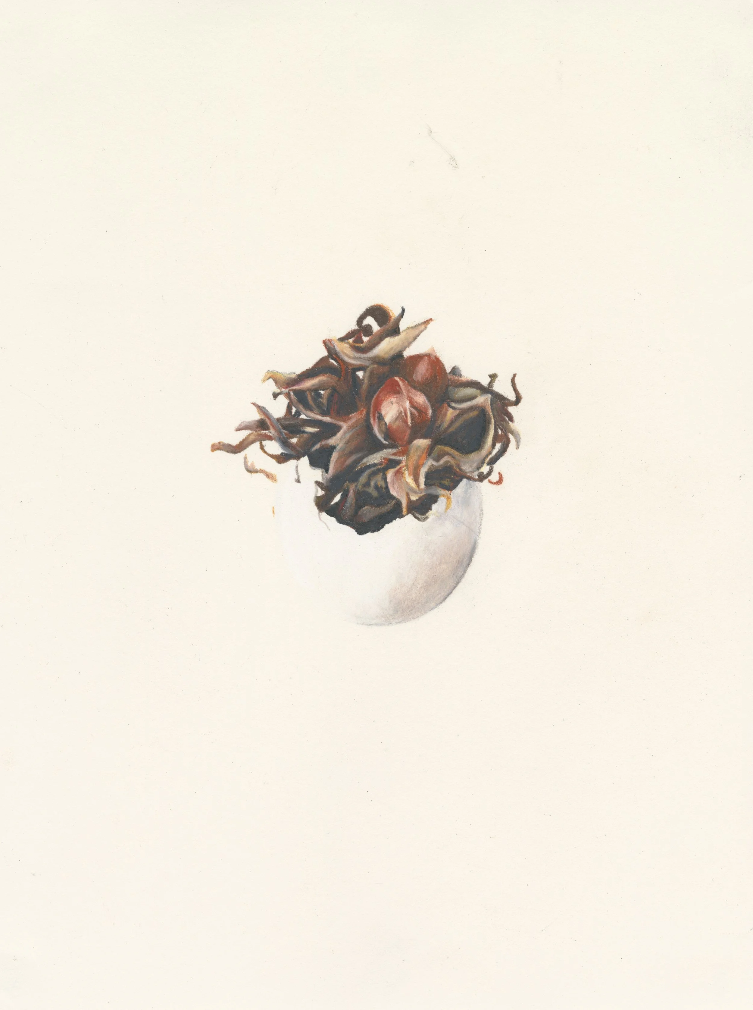 'Hatchling', 2025
A clutch of hazelnuts in an ibis egg.
Coloured pencil on paper.
32 x 25cm