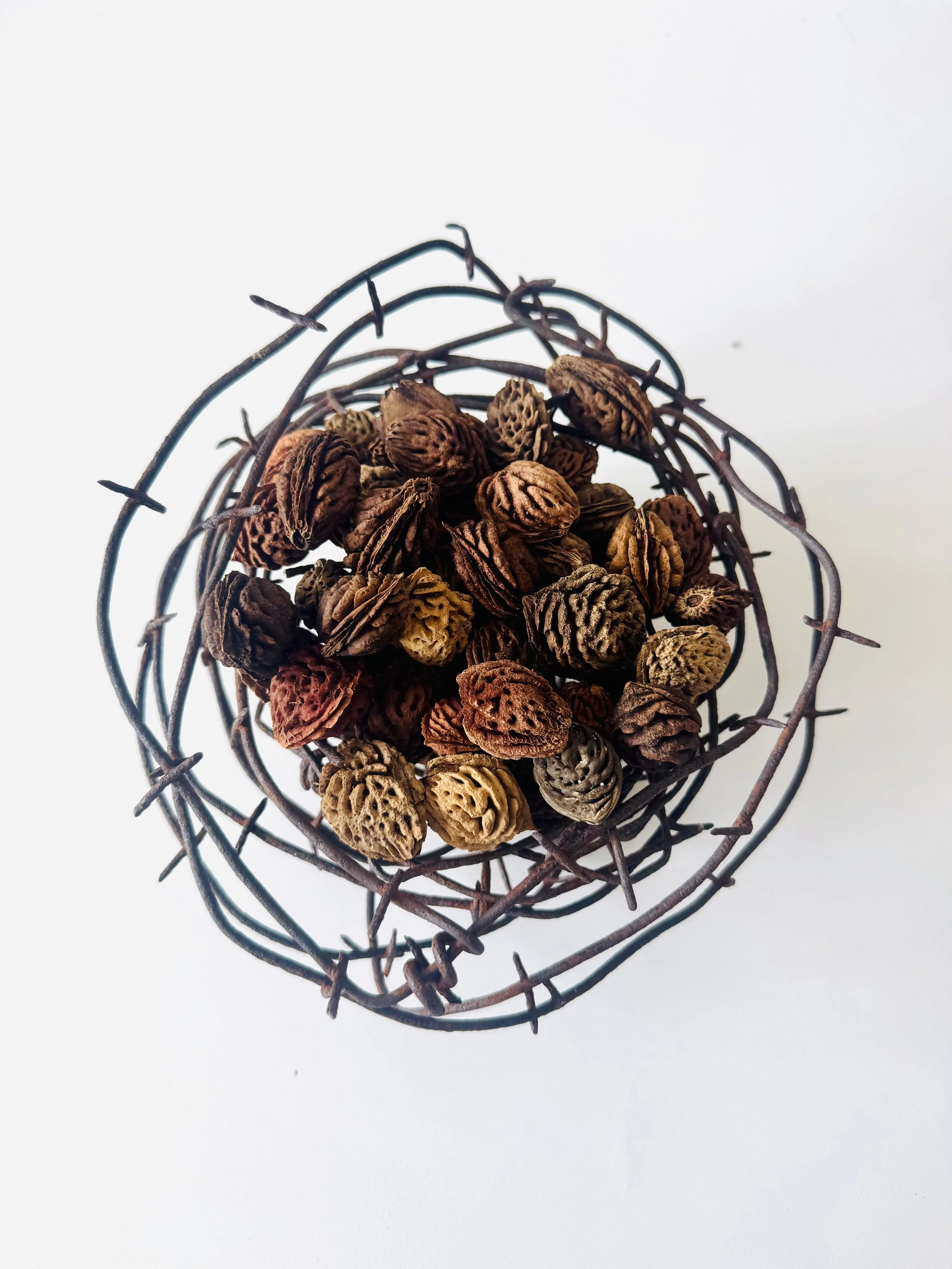 'Second Harvest', 2026
Found peach stones placed within a barbed wire nest.
Approximately 20cm in diameter, 17cm in height. 