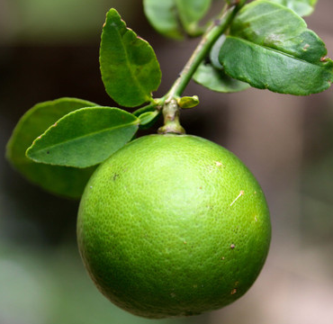 lime.png