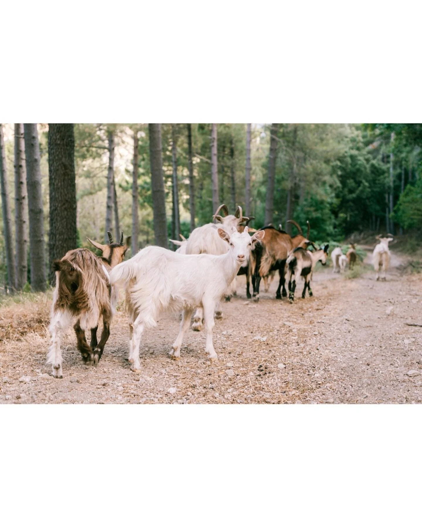 [S&eacute;rie Corse 🧡]
.
J&rsquo;ai &eacute;videmment beaucoup de belles choses &agrave; vous montrer de l&rsquo;&icirc;le de Beaut&eacute;, &agrave; commencer par son paysage si sauvage (et pr&eacute;cieux), et voir les animaux en totale libert&eac