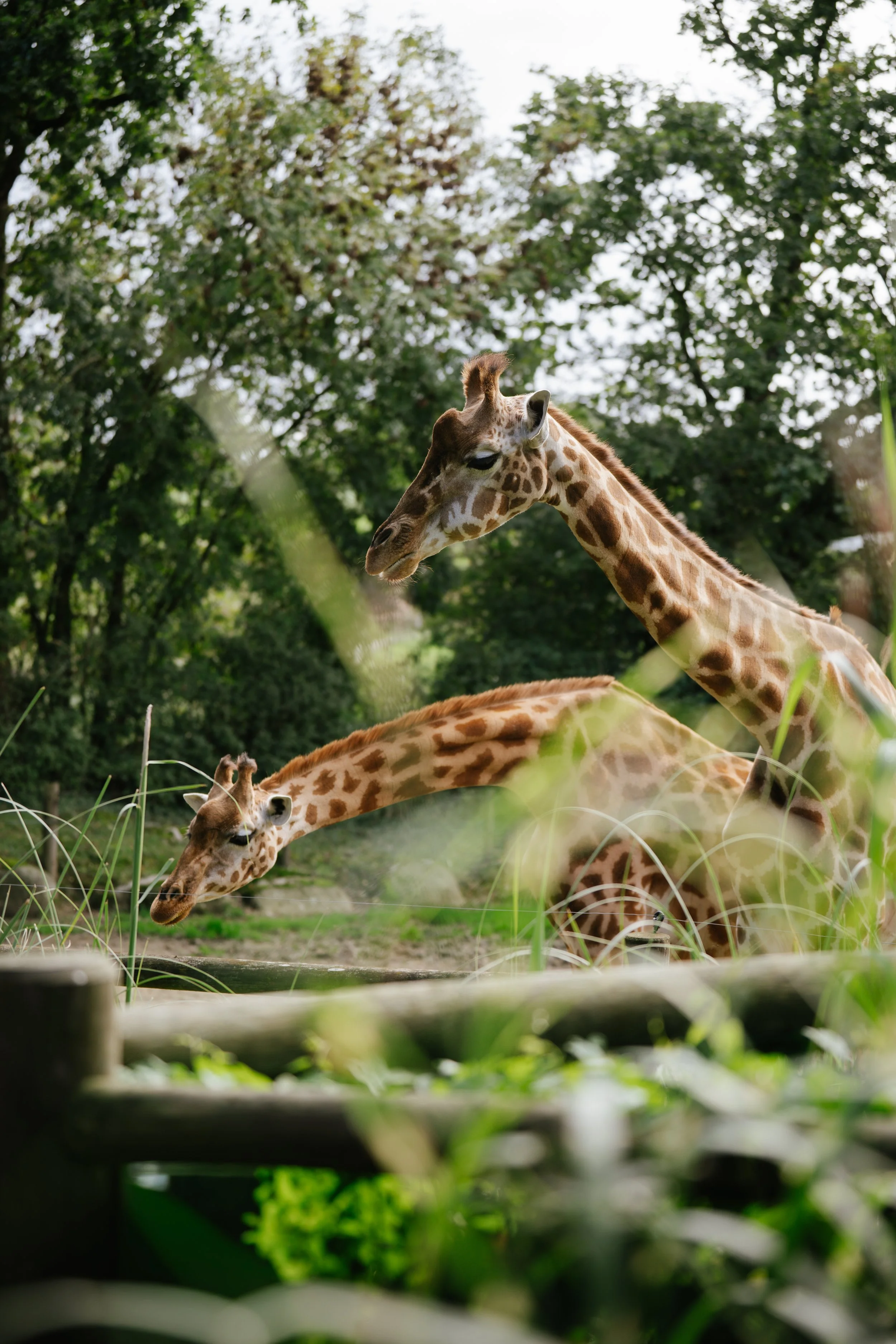 Copyright-Cecile-Ballon4 2.jpg