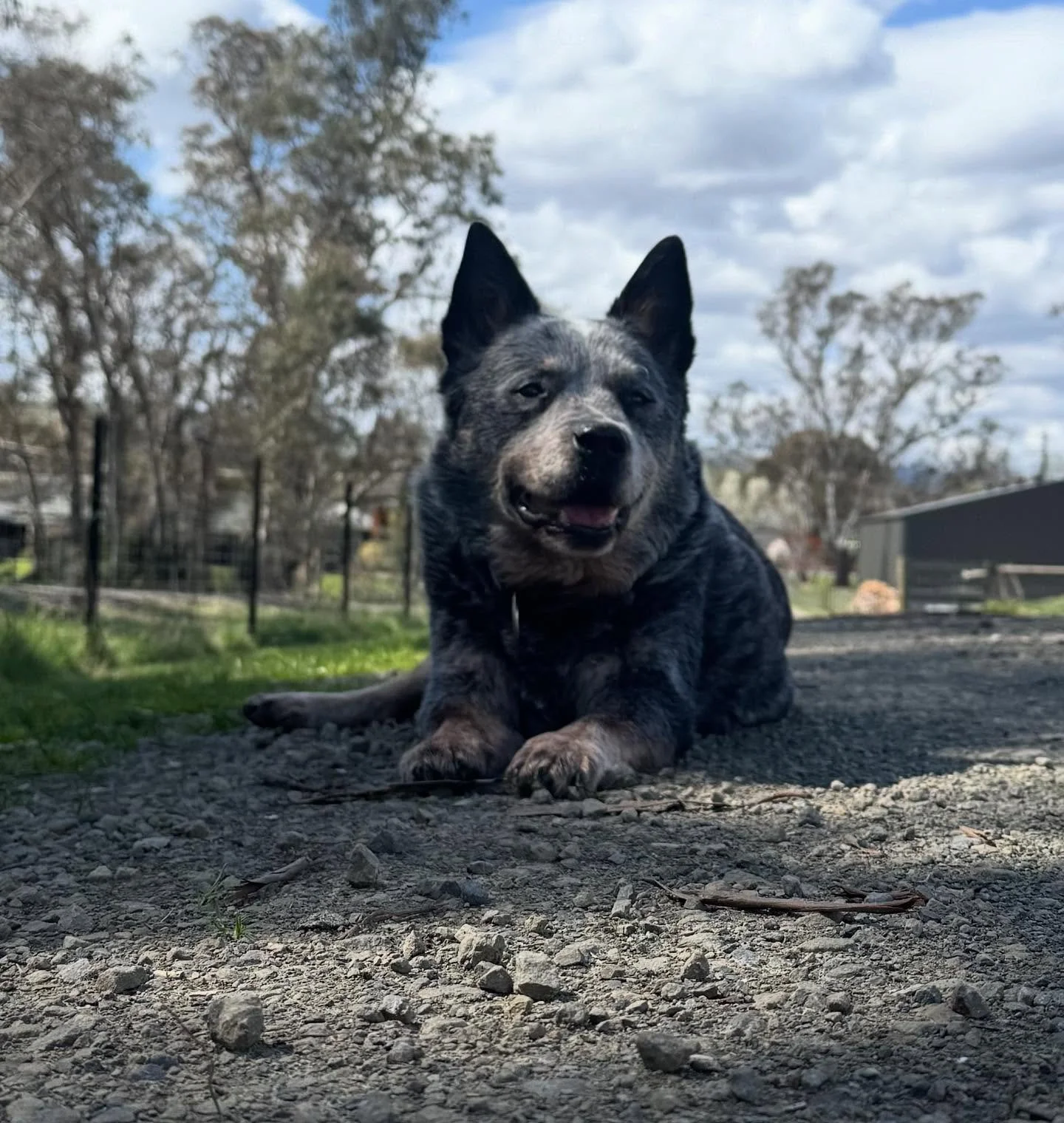 🌈 Today I said goodbye to my best Big Dog. Neddy have the time of your life over the rainbow, you will be forever imprinted in my heart. I will love you forever and you will leave a gaping hole in our 4 legged family. 🥰🥰🥰