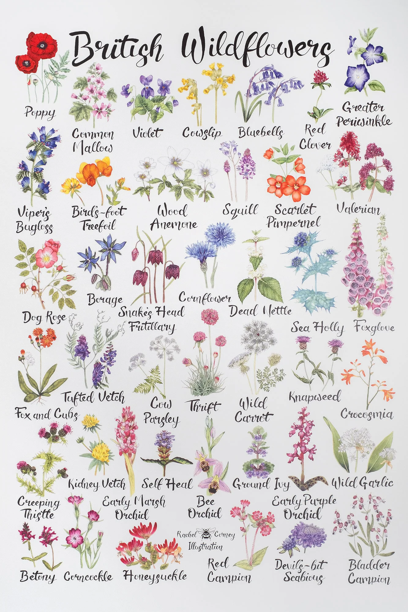 British Wildflowers Poster