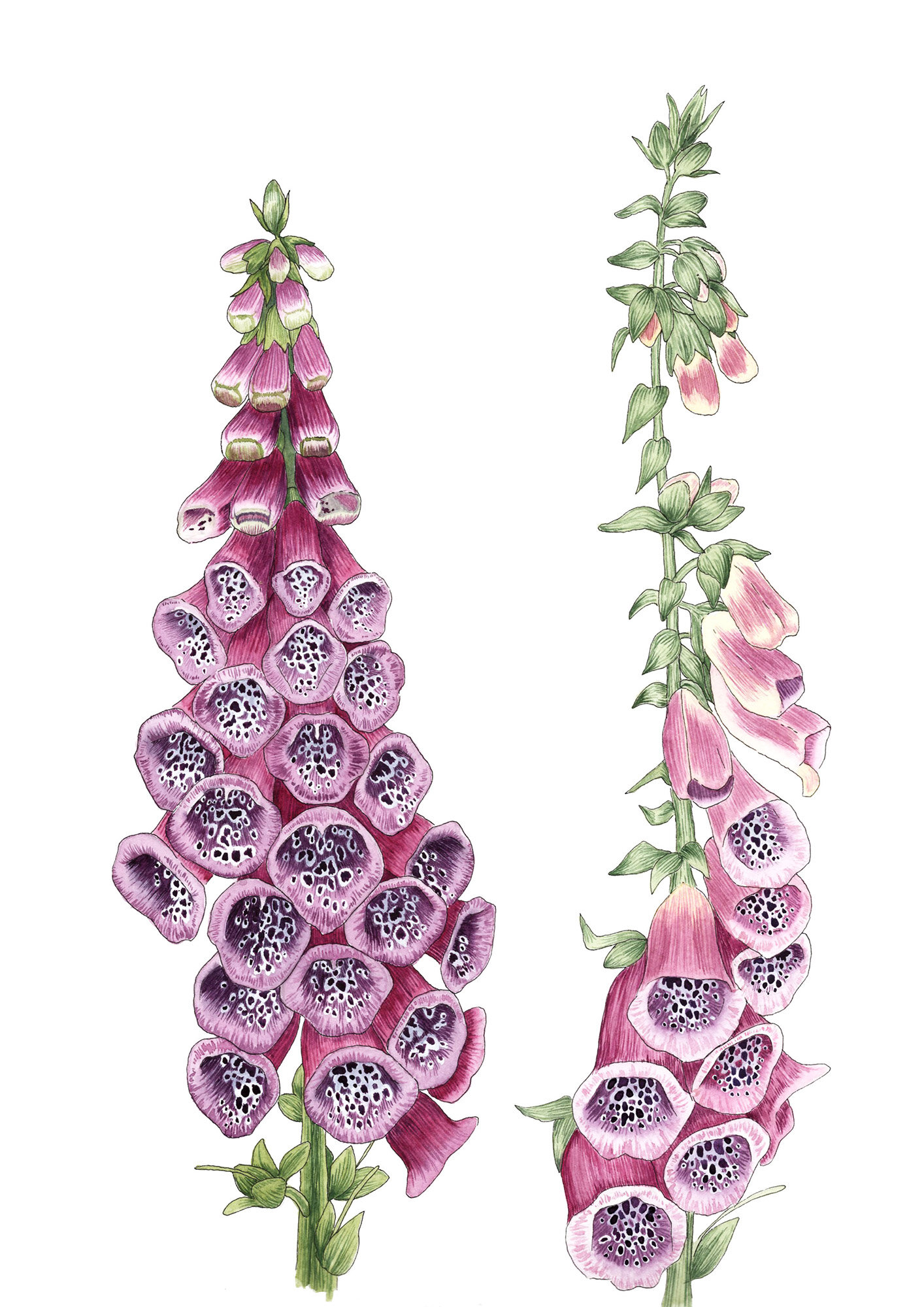 Foxgloves-Painting.jpg