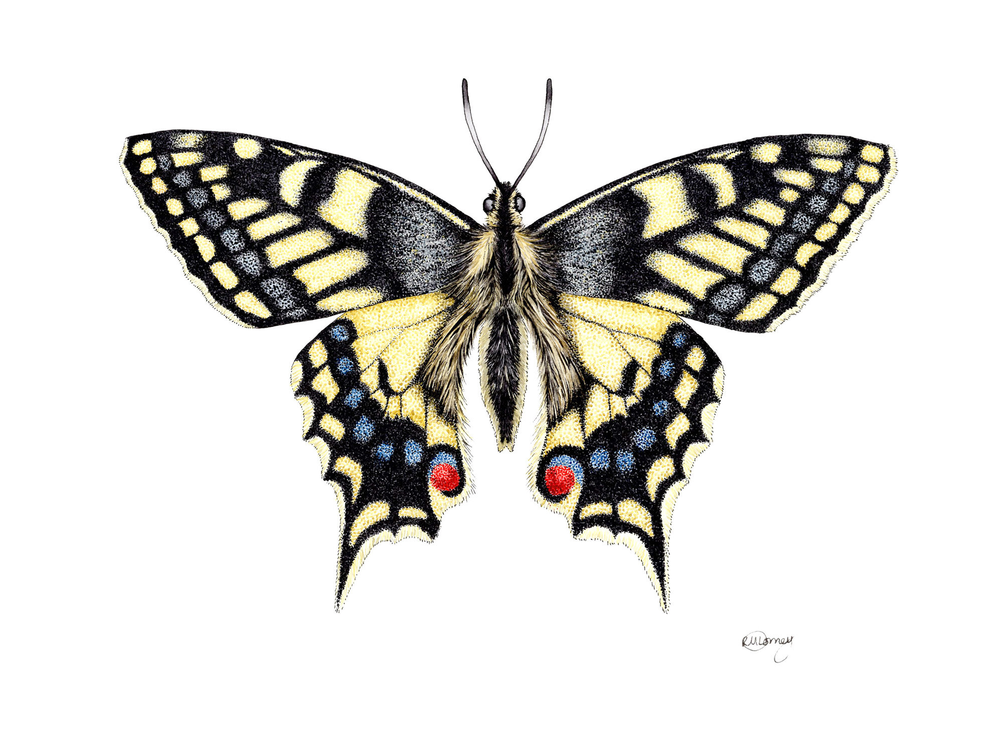 Swallowtail-Upperwing.jpg