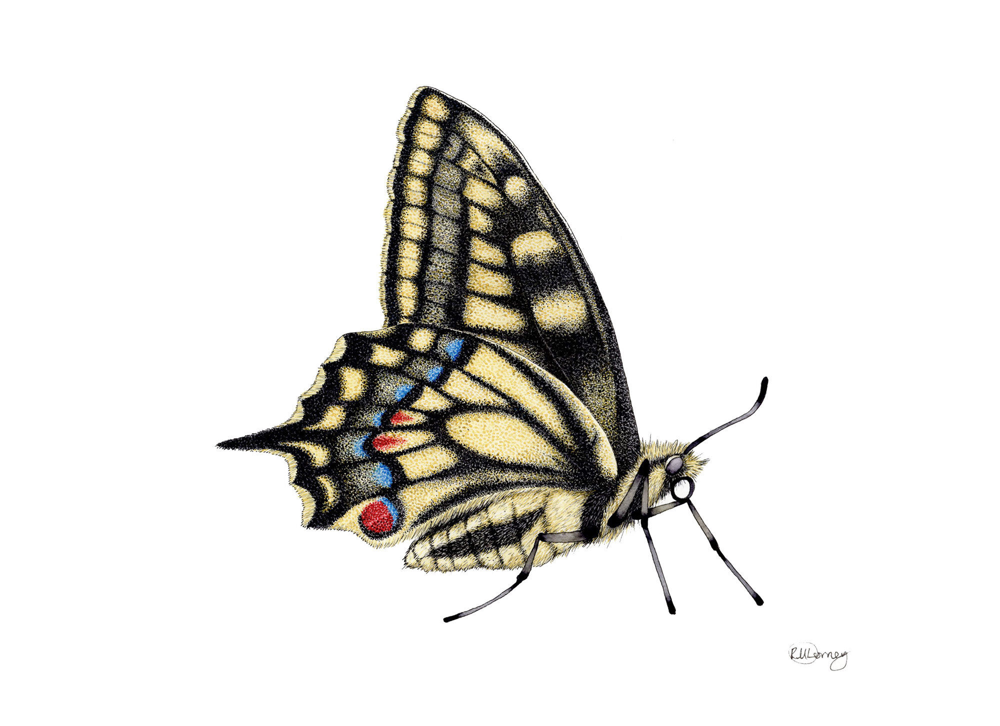 Swallowtail-Underwing.jpg