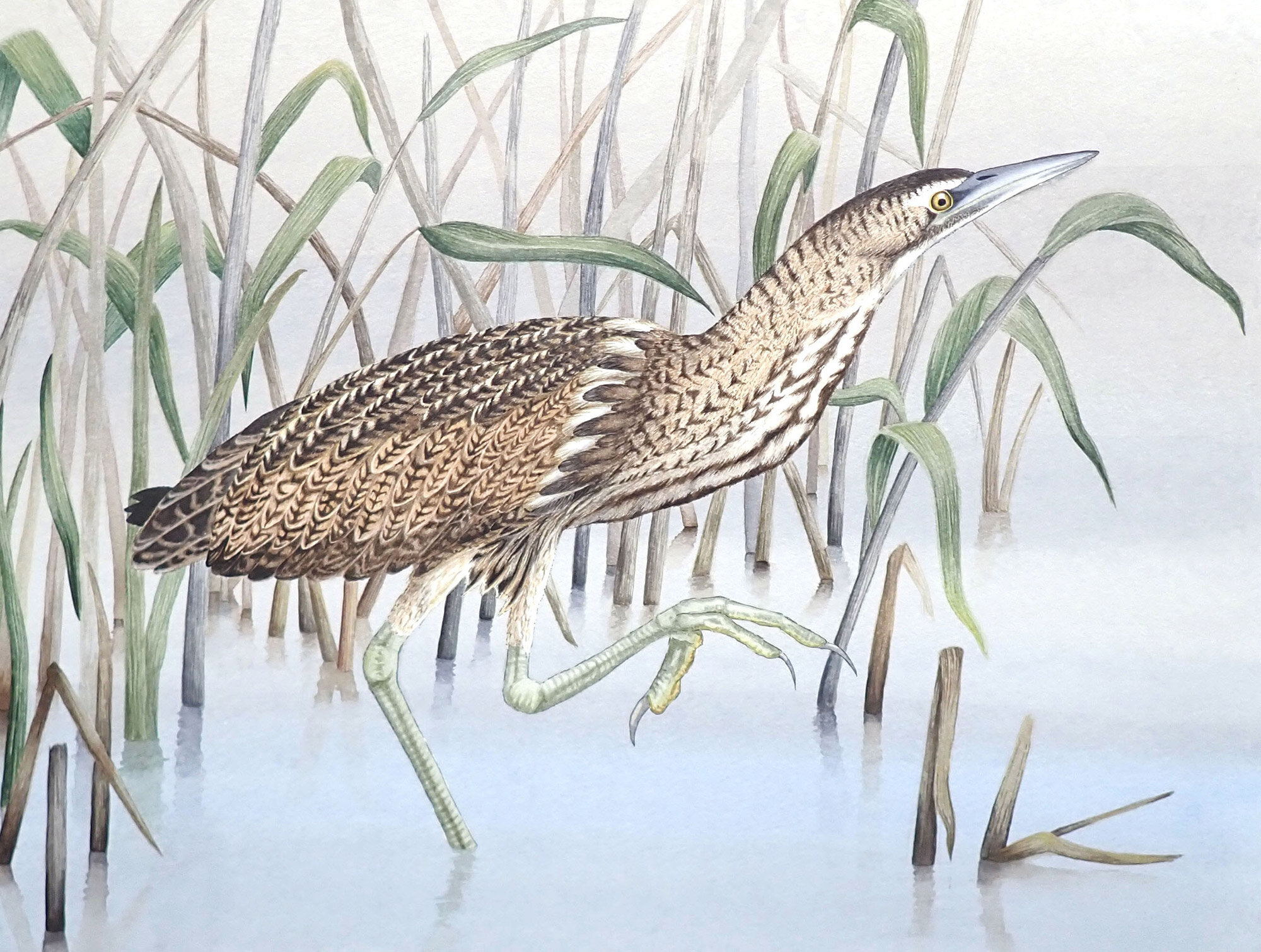 Bittern.jpg