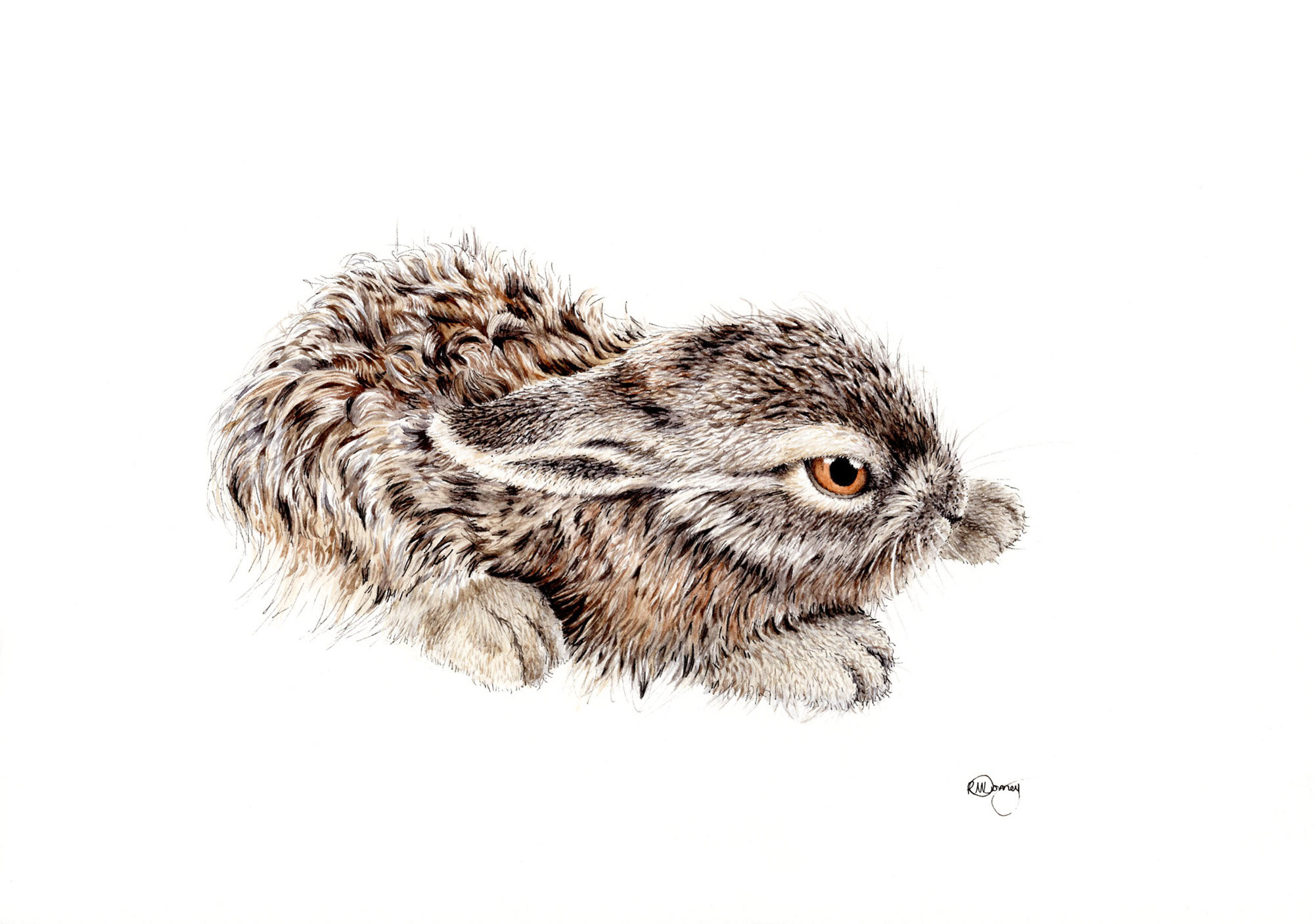 Leveret-Scan.jpg