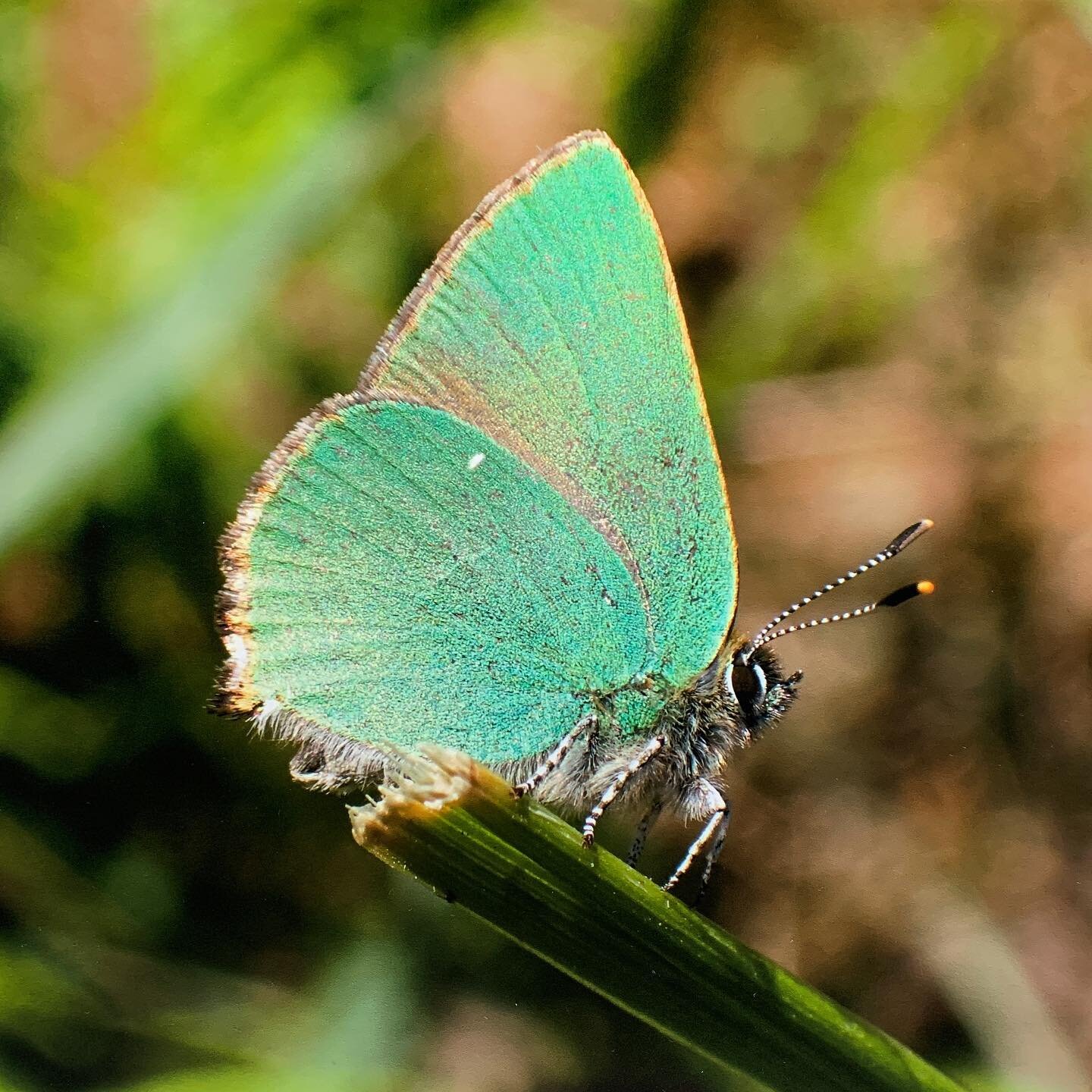 ☀️ One from the summer ☀️ 

Just look at this gorgeous Green Hairstreak I spotted on a walk over the summer! Isn&rsquo;t it a beaut?! Shimmering away like a total star. I&rsquo;m hoping to get around to painting this one sometime, but I&rsquo;ve just