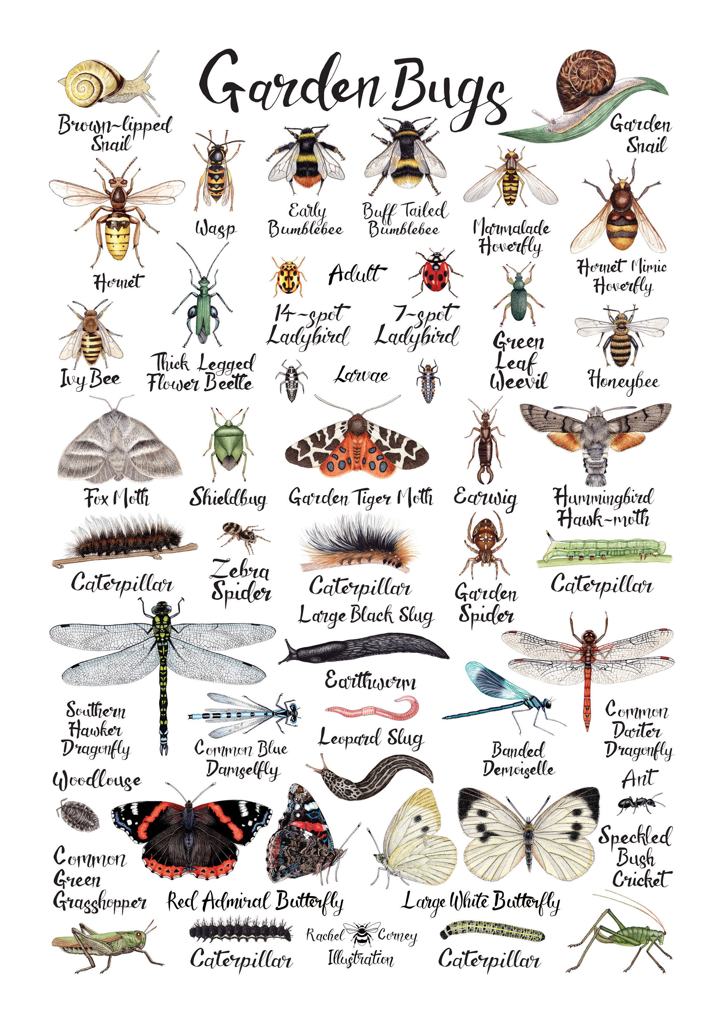 Garden Bugs Illustrated Poster — Rachel Corney Illustration