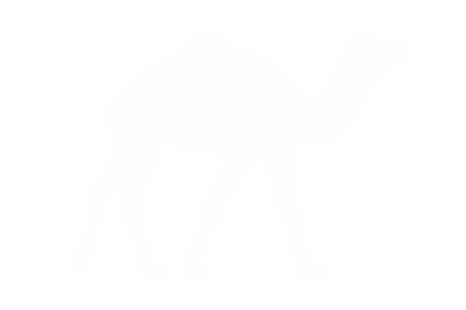 Camel