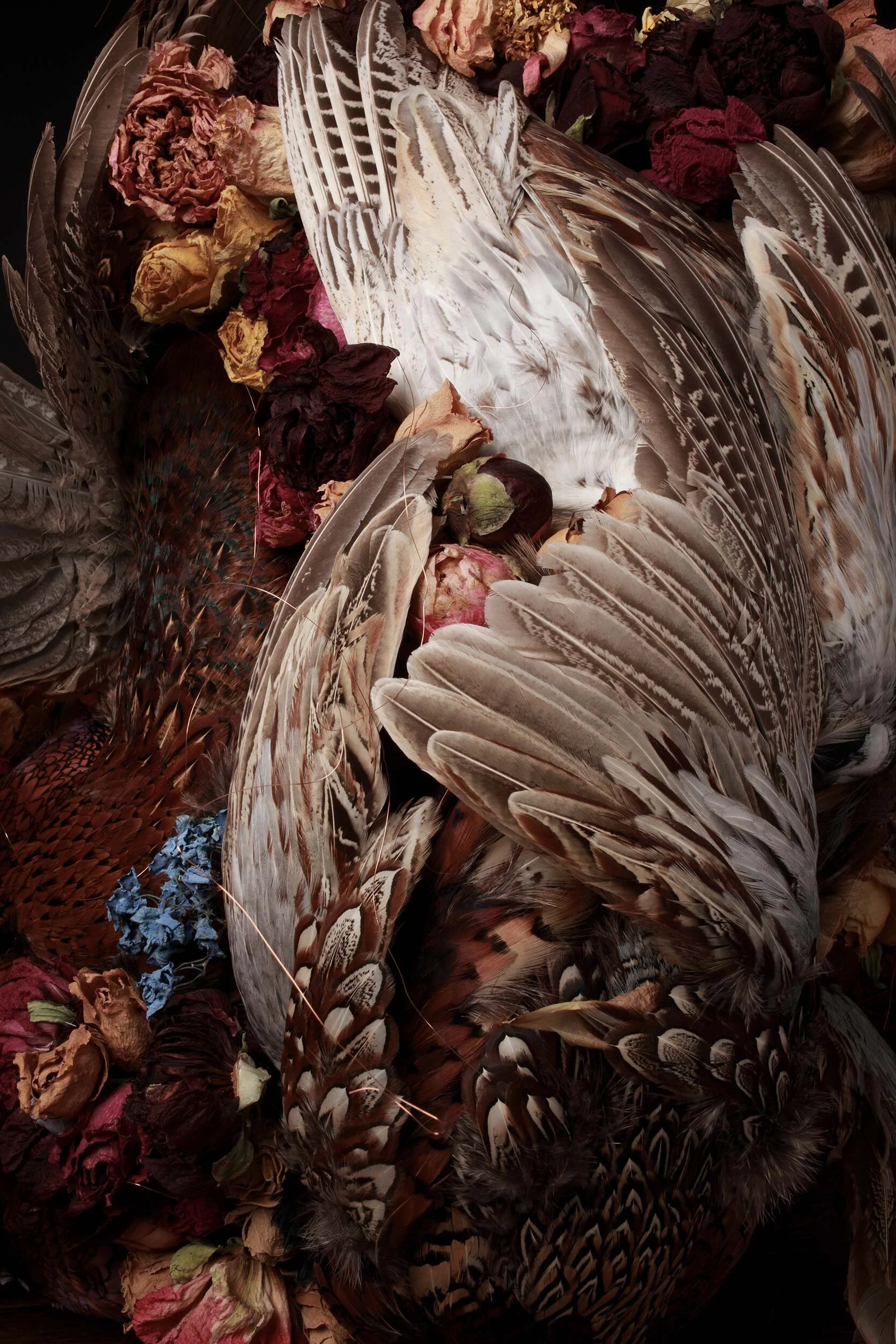 Flora &amp; Fauna 6 2015