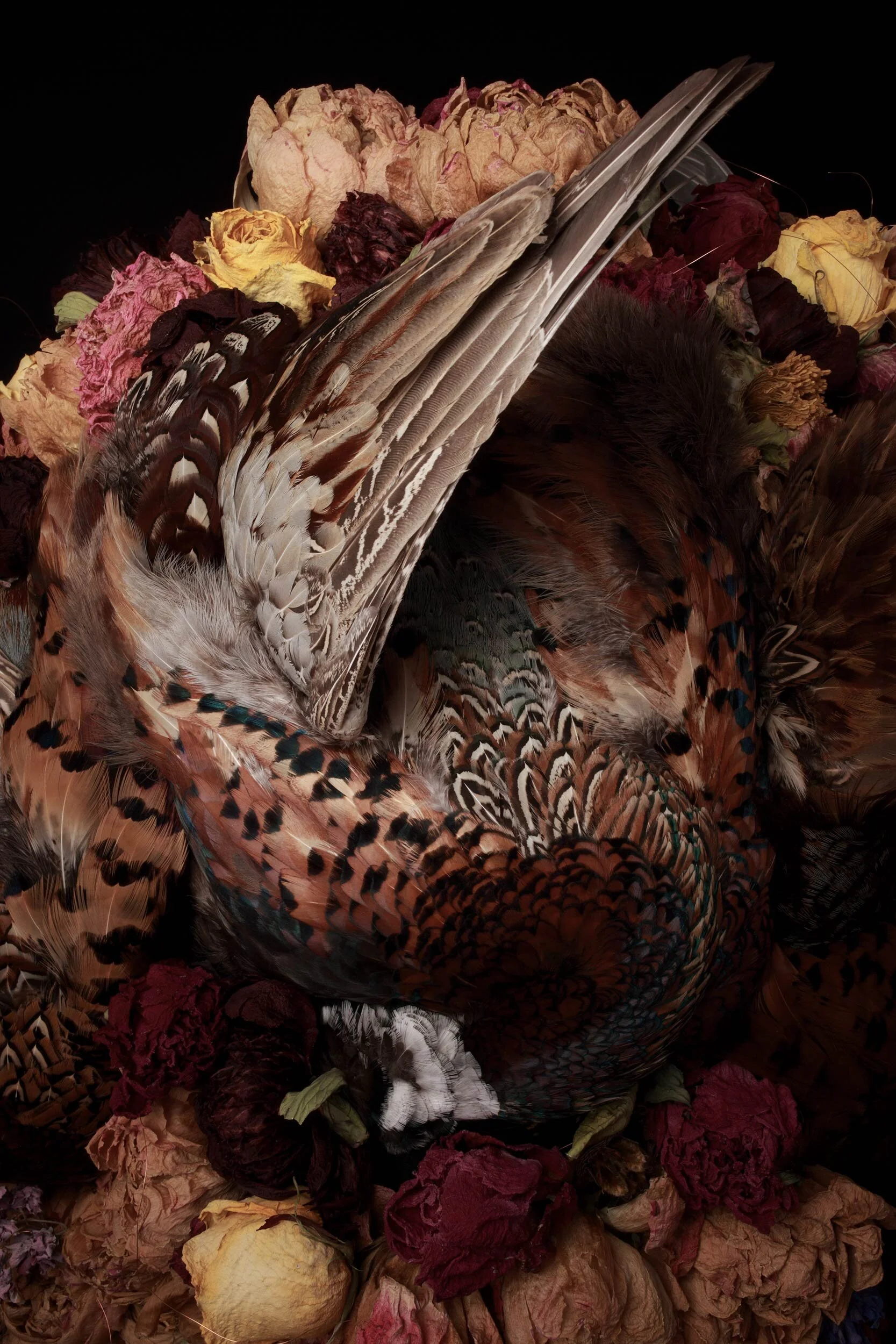 Flora &amp; Fauna 5 2015