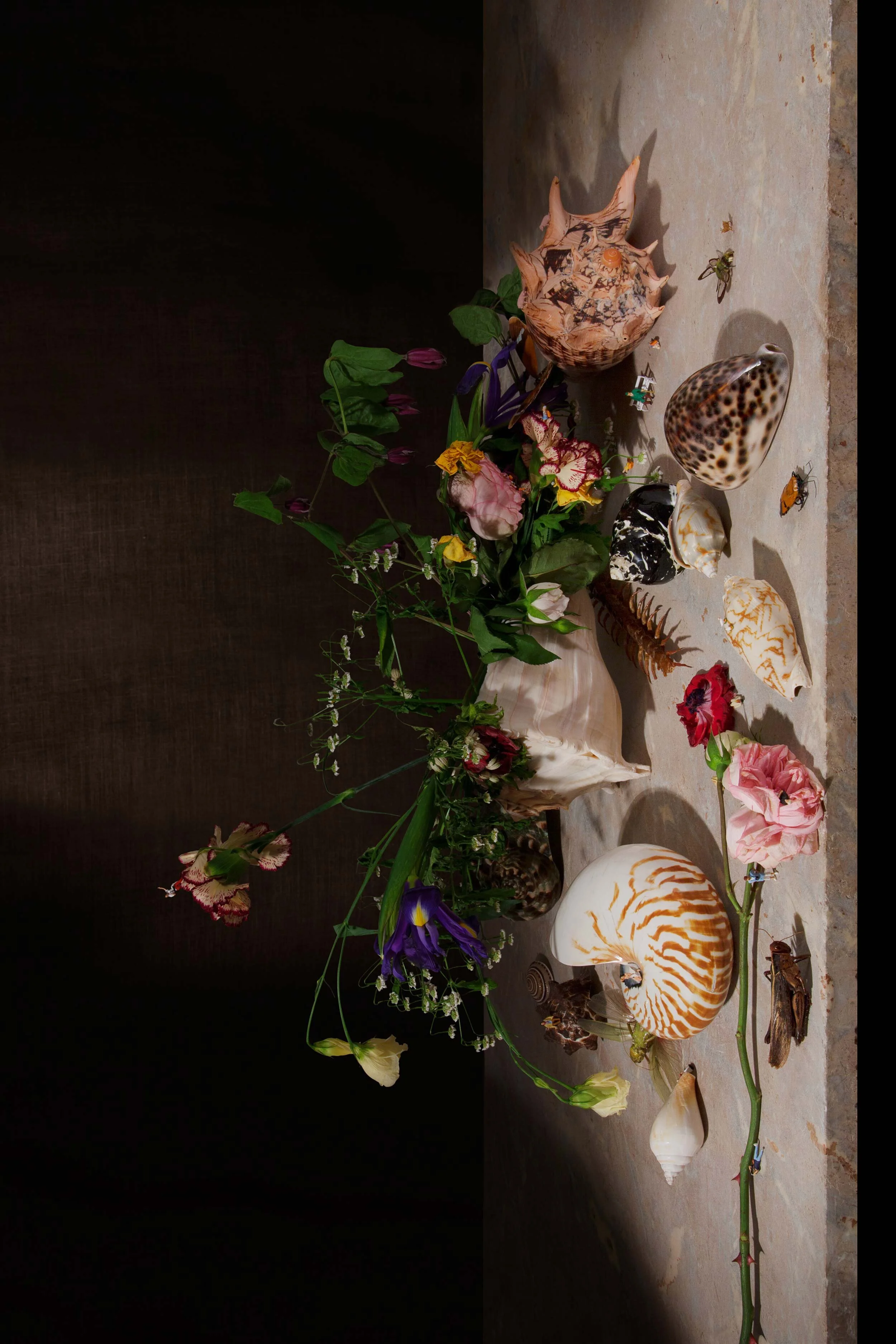 Balthasar van der Ast, Decayed 2014