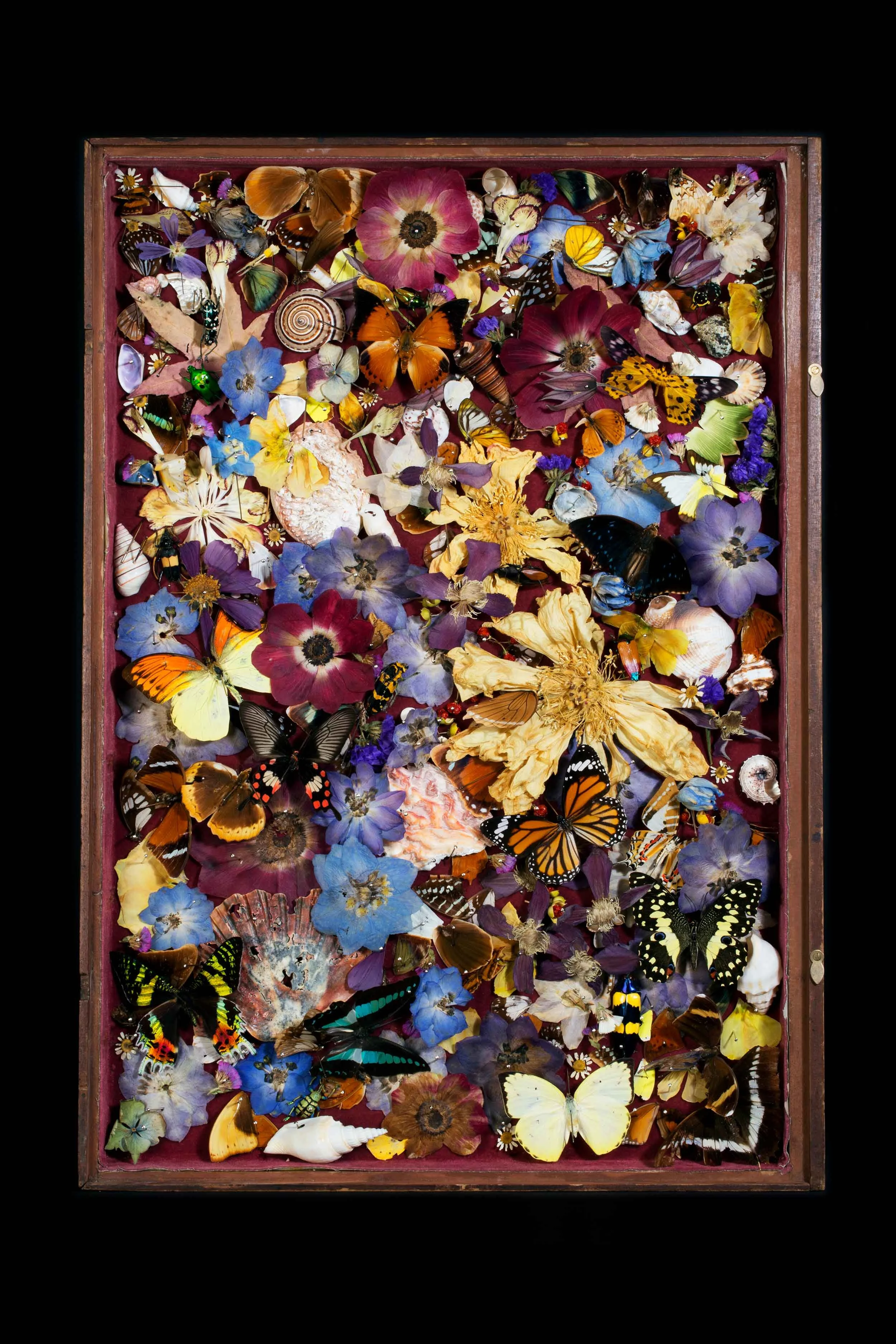 Eupholus Schoenherrii...2014