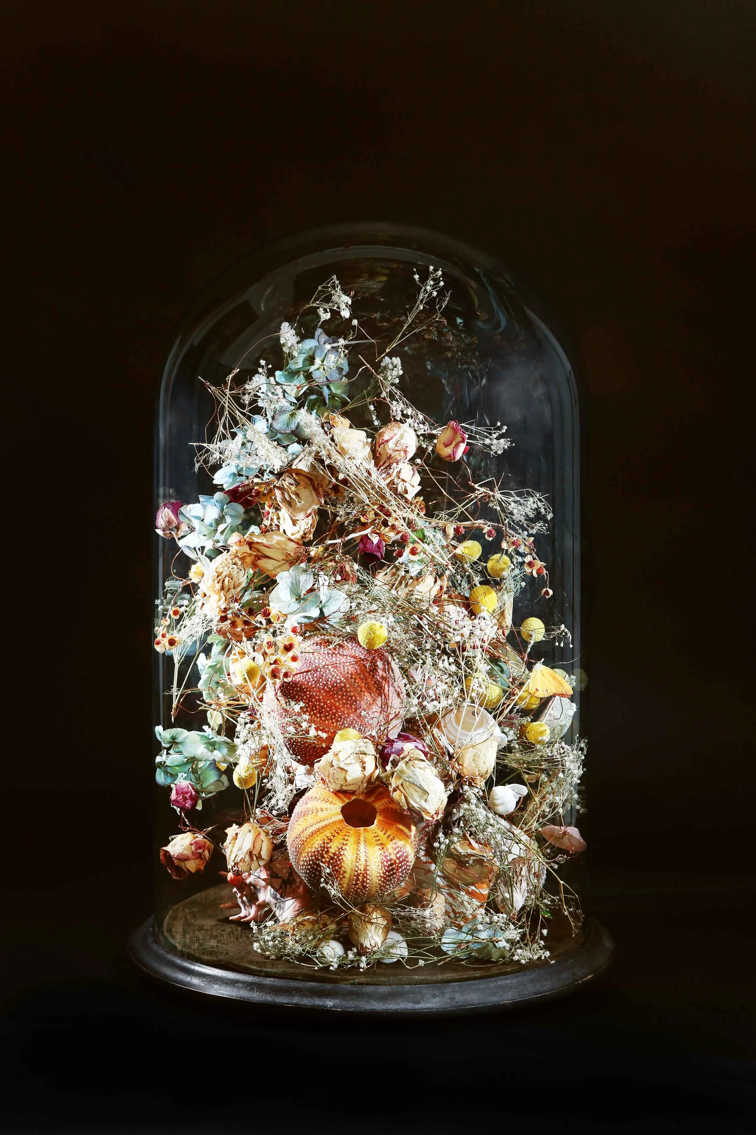 Taenaris Catops... 2015