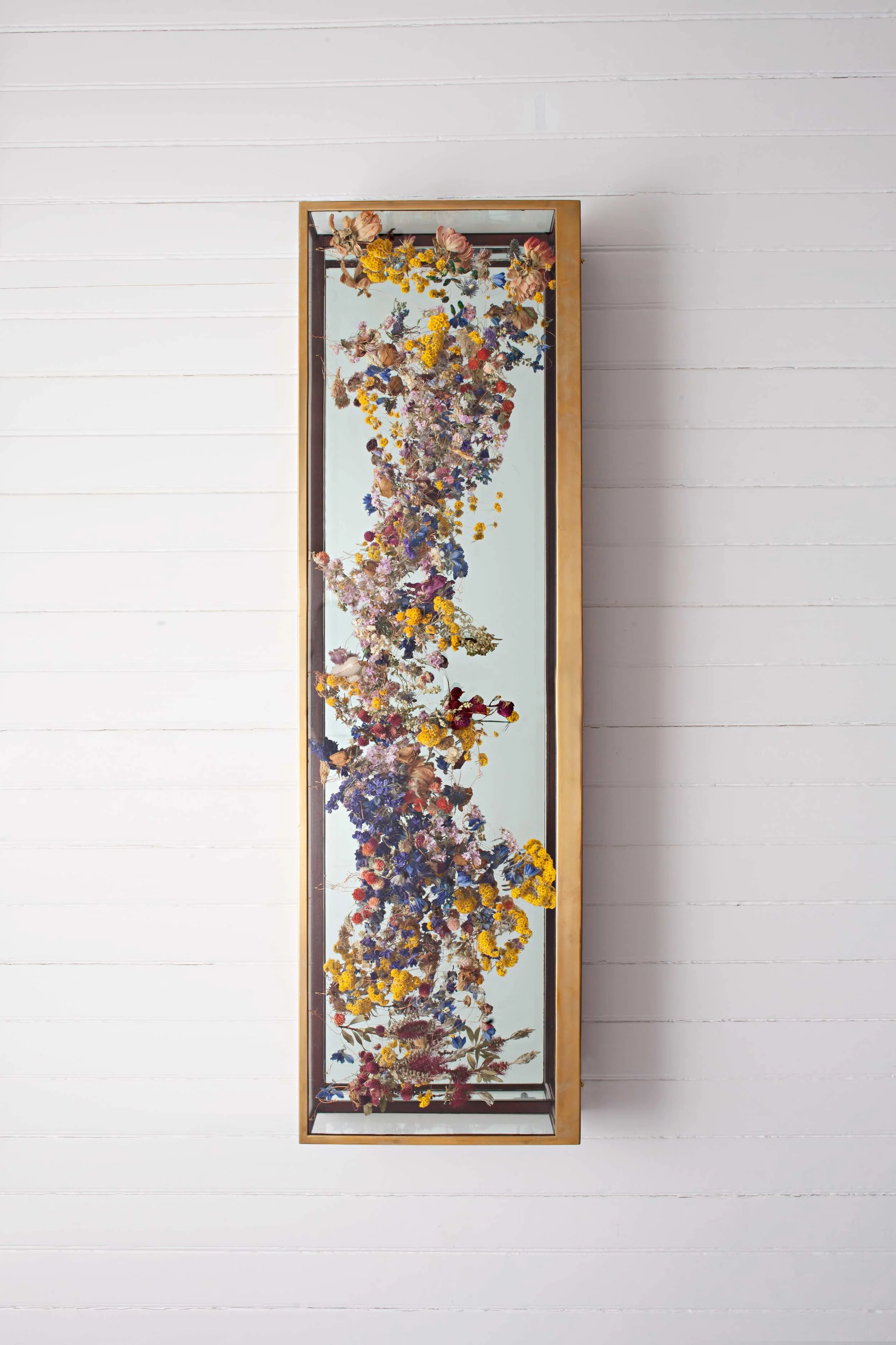 Helipterum Sanfordii 2015