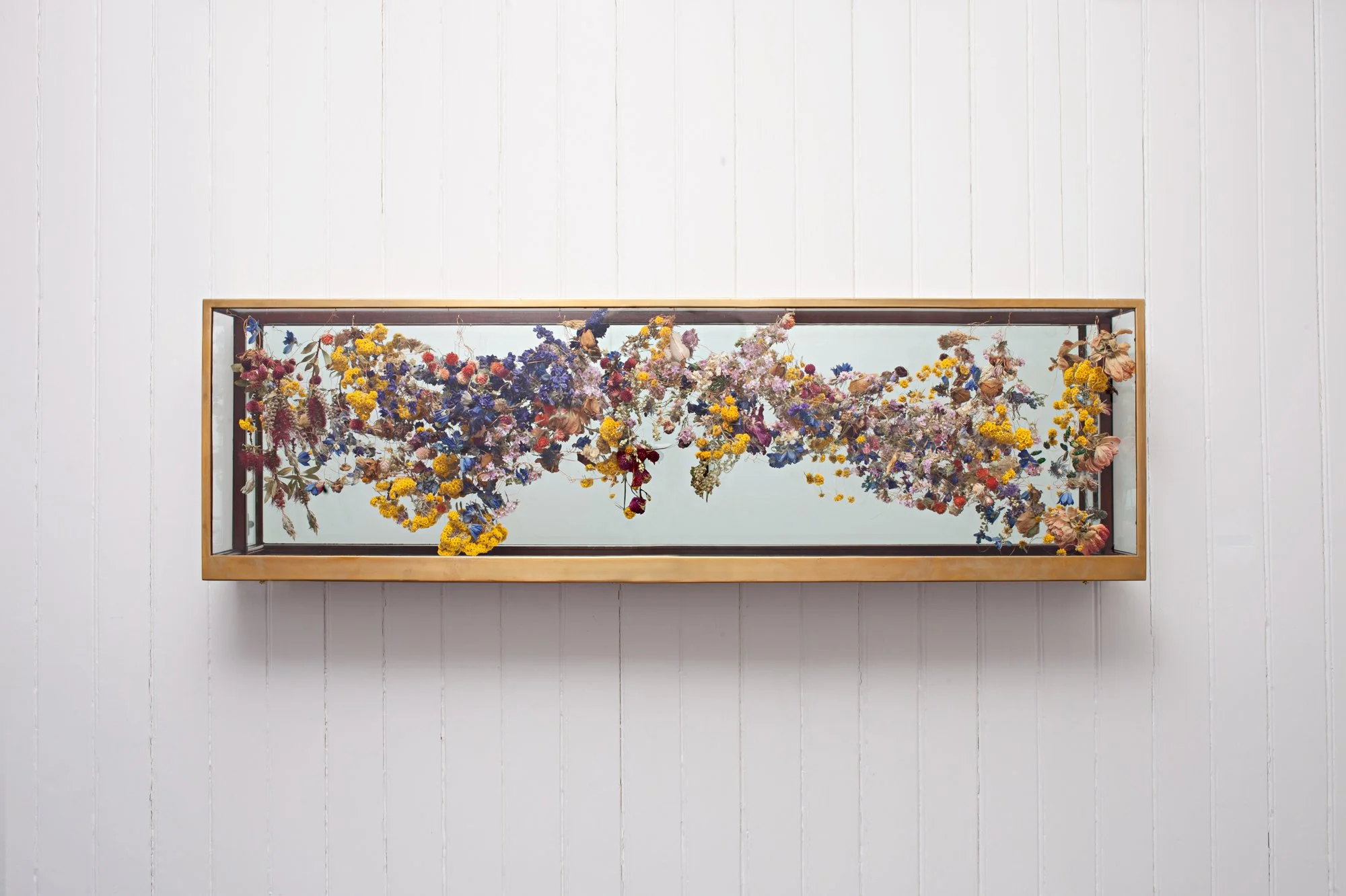 Helipetrum Sanfordii, 2015 - example of encased format