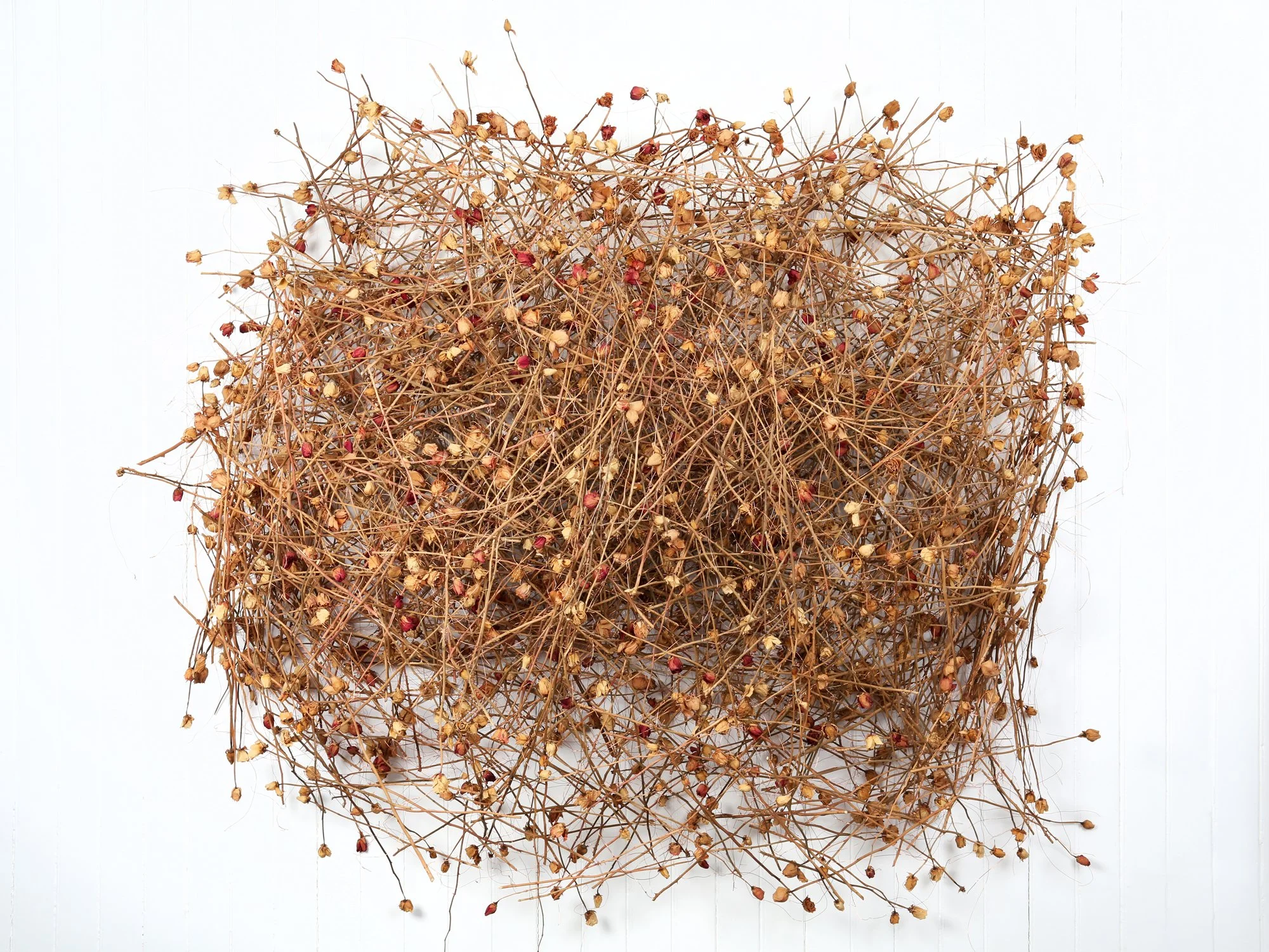 Roses, second stage, 2013 - example of open format