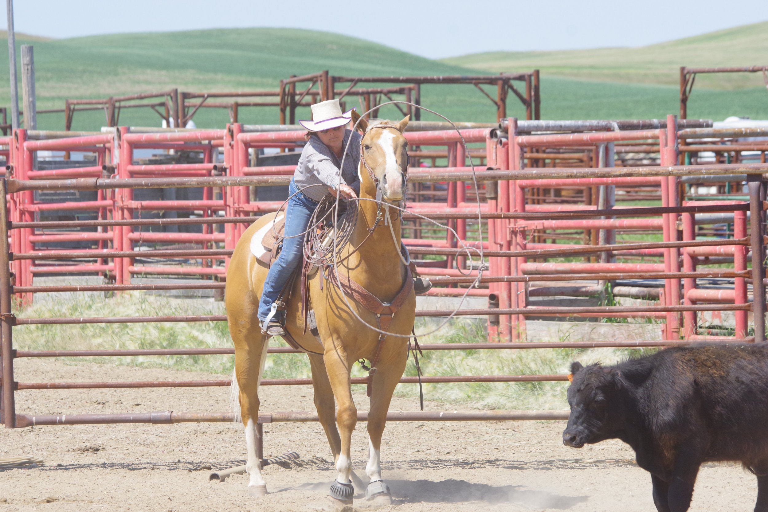 Moose Jaw Ranch Roping January 21, 2023