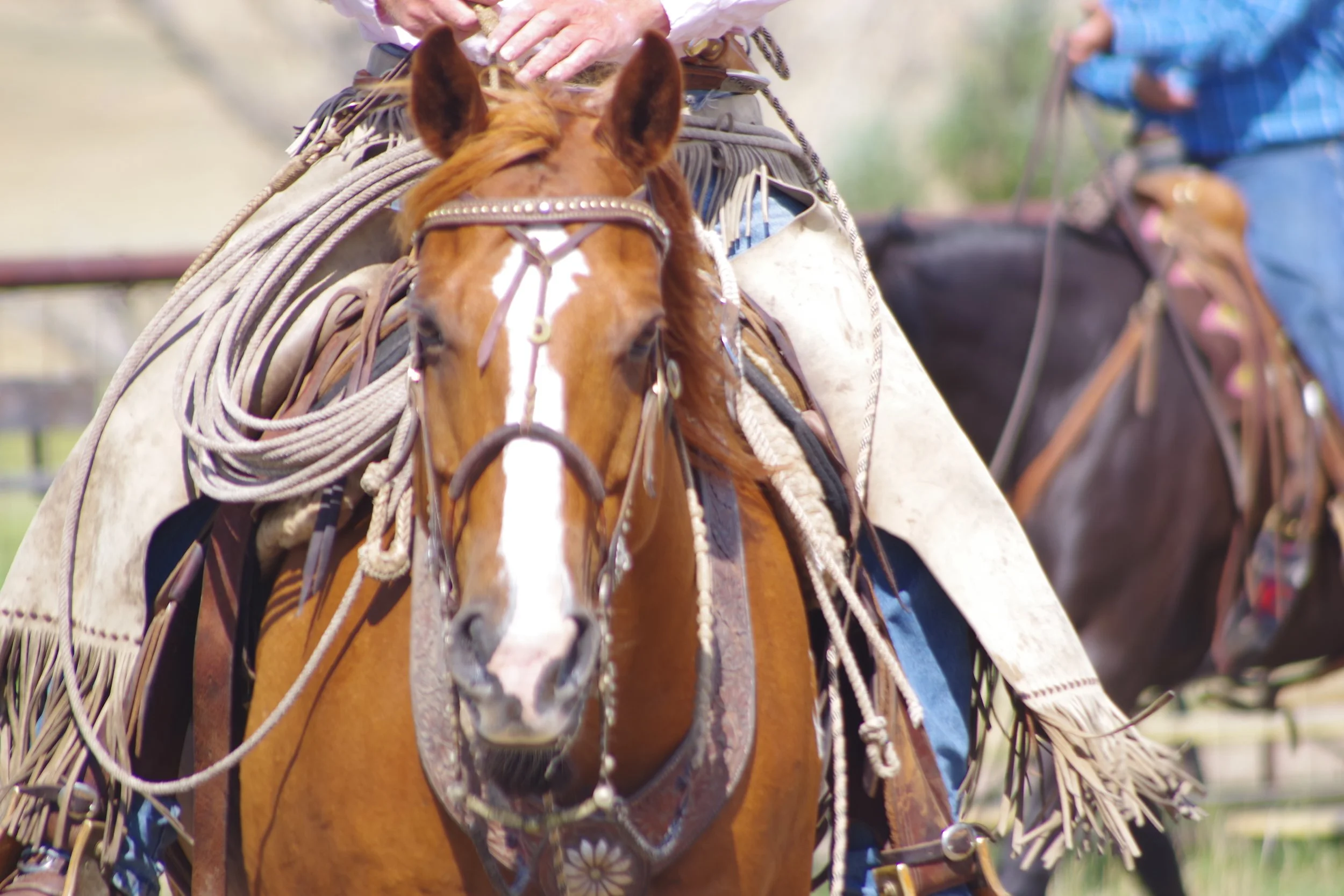 Fort Comfort Ranch Roping Mortlach, Sask. 